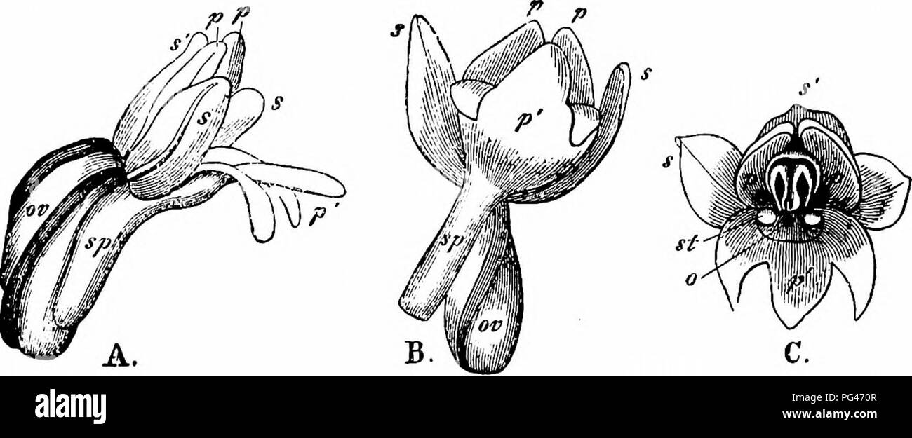 . Manuale di impollinazione dei fiori : basato su Hermann Mu?iler di lavoro "La fertilizzazione di fiori da insetti' . La fecondazione di piante. ORCHIDEAE 401 marginata Mdrk. Scott-Elliot (Dumfriesshire), un hover-fly e un Lepidopterid ("Flora di Dumfriesshire,' p. 168). 2616. H. odoratissima Franch. (=G. odoratissima ricco. e Orchis odoratissima Z.). (Herm. Muller, ' Alpenblumen", pagg. 65-6.)-Il meccanismo della vaniglia-profumati e fiori di colore rosa pallido di questa specie è simile a quello della precedente, ma lo sperone è solo 4-5 mm. di lunghezza e circa la metà riempiti con Nectar. Il colore pallido e più forte f Foto Stock