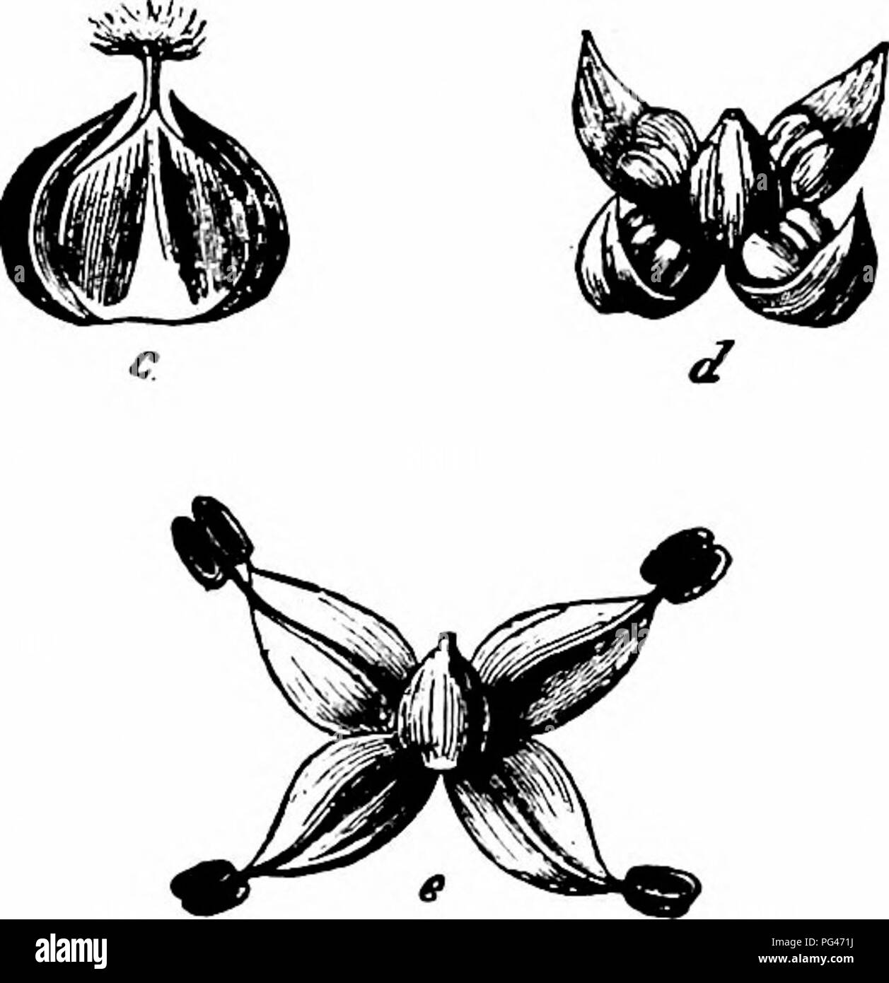 . Manuale di impollinazione dei fiori : basato su Hermann Mu?iler di lavoro "La fertilizzazione di fiori da insetti' . La fecondazione di piante. 372 Angiospermae Dicotyledones-2549. P. judaica L. (= P. diffusa Mert. et Koch, e P. ramiflora MoencK). (Hildebrand, ' D. Geschlechts-Vert. b. d. Pfl.", pagg. 18-19.)-In questa specie la spazzola-come gli stimmi sporgono dal bud mentre cade è ancora chiusa e sono striminziti prima che questa si apre e le antere dehisce. L'autoimpollinazione è pertanto escluso e incrocio con scorte separate avviene sempre. 2550. P. officinalis L. (= P. erecta Meri. Foto Stock