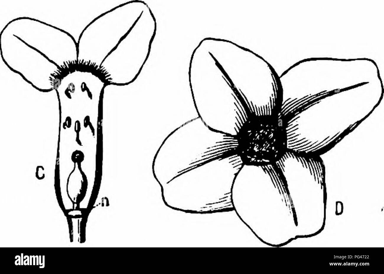 . Manuale di impollinazione dei fiori : basato su Hermann Mu?iler di lavoro "La fertilizzazione di fiori da insetti' . La fecondazione di piante. THYMELAEACEAE 357 2503. D. Mezereum L. (Herm. Muller, 'Weit. Beob.", II, p. 236, "Alpen- blumen/ p. 207 ; Schulz, 'Beitrage", II, pp. 159-60; Kerner, "Nat. Hist. PI.", l'ing. Ed. I, II, p. 3Cl ; Kirchner, " Flora v. Stuttgart", p. 423 ; Ludwig, ' Adynamandrie V. Erodium macradenum u. s. w."; Knuth, ' Bloemenbiol. Bijdragen.'-la luminosa fiori viola di questa specie sono fortemente fragrante, in modo da attirare numerose API, mosche e Lepidoptera, specialmente come Foto Stock