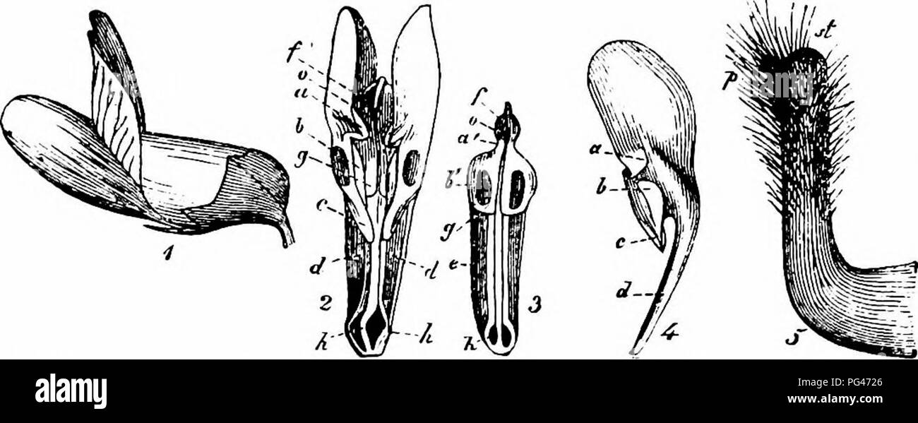 . Manuale di impollinazione dei fiori : basato su Hermann Mu?iler di lavoro "La fertilizzazione di fiori da insetti' . La fecondazione di piante. LEGUMINOSAE 321 quando un bee visiti il fiore si deposita sul alae e queste, essendo saldamente uniti con il carina come sopra descritto, atto come il lungo braccio di una leva e provocare la sua depressione. Il carina e alae ritornano alla loro posizione originale dopo che il visitatore di insetto è partito. Questo è in parte dovuto alla loro elasticità, e in parte perché il superiore angoli basale del alae sono prodotte in posteriormente e diretti verso l'interno dei processi, che giacciono th Foto Stock