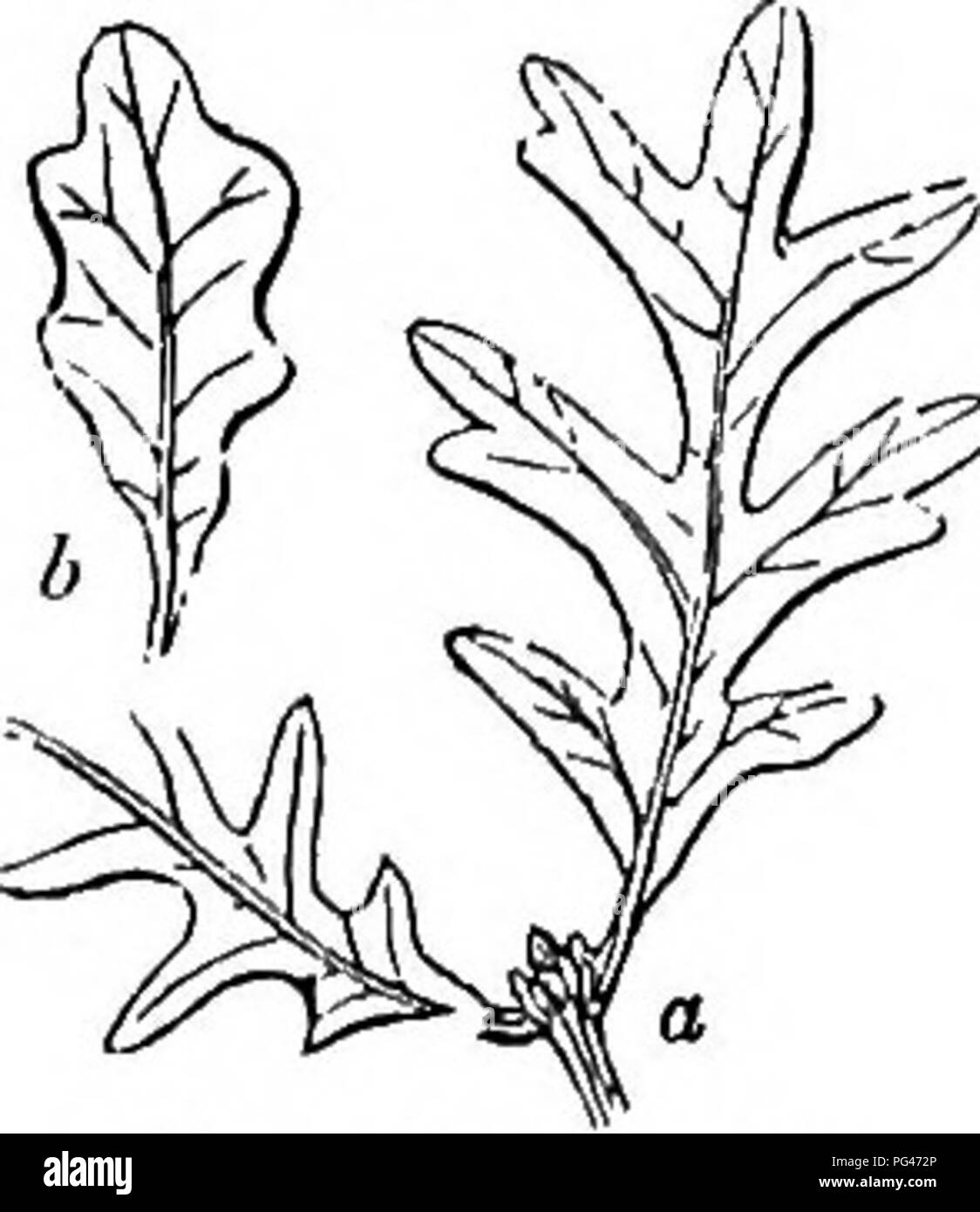 Questo lavoro fornisce una guida dettagliata e abbreviata agli alberi e agli arbusti della Gran Bretagna, comprese le specie indigene e straniere. Offre descrizioni della loro propagazione, delle esigenze culturali e degli usi, con incisioni di quasi tutte le specie. Il testo serve sia un pubblico scientifico che popolare interessato alla silvicoltura e all'orticoltura britannica. Foto Stock