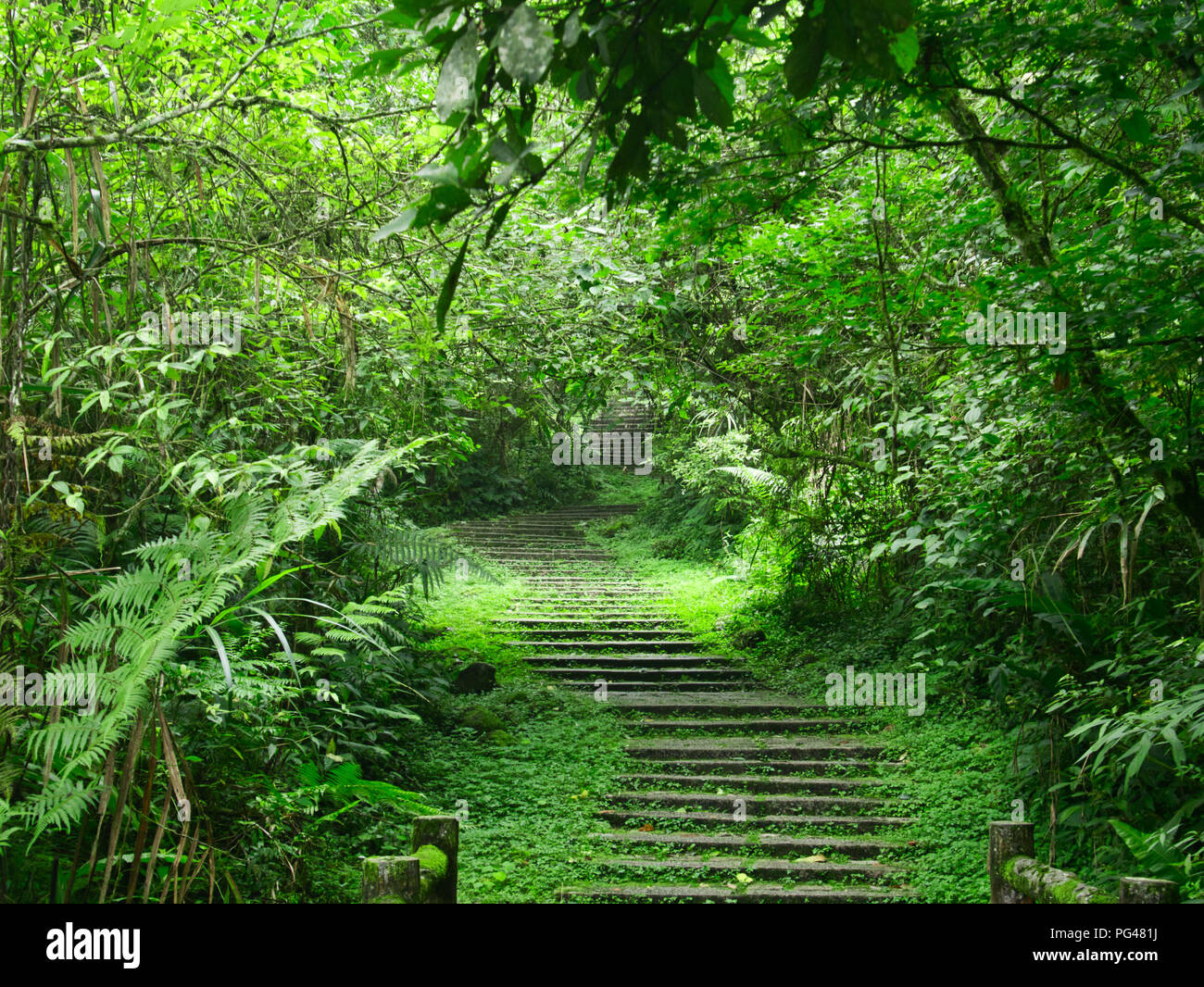 Scale ricoperta in una foresta verde che conduce verso l'alto nella sconosciuta in Xitou Natura Istruzione Area, Taichung, Taiwan Foto Stock