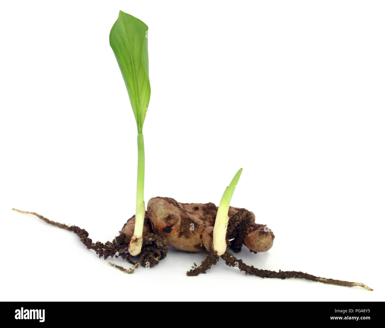 Baby curcuma pianta su sfondo bianco Foto Stock