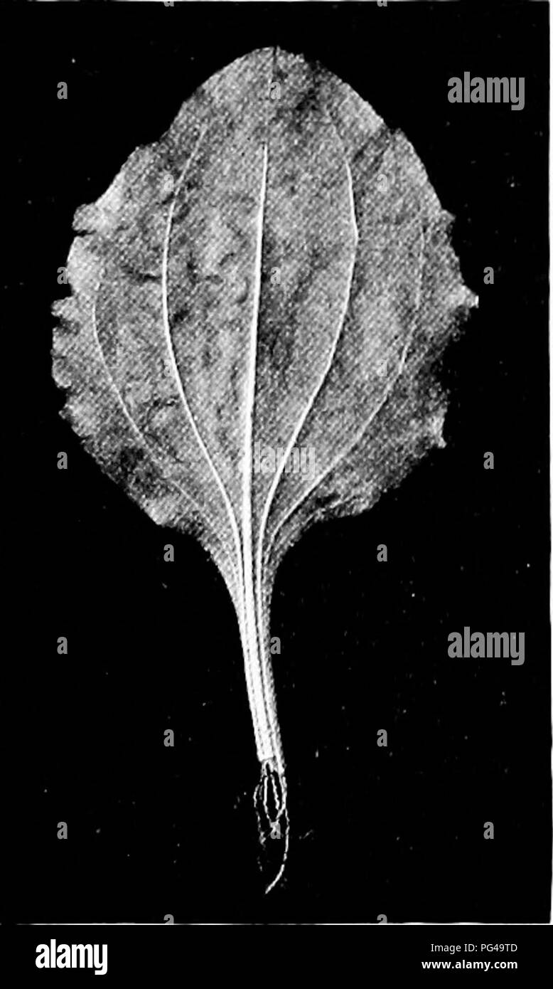 Questo manuale didattico fornisce lezioni sulla struttura delle piante, concentrandosi in particolare sulle piante annuali e sui loro steli erbacei morbidi. Incoraggia gli studenti a esaminare l'anatomia delle piante, come i fili simili a fili all'interno degli steli, essenziali per il trasporto e la crescita delle piante. Foto Stock