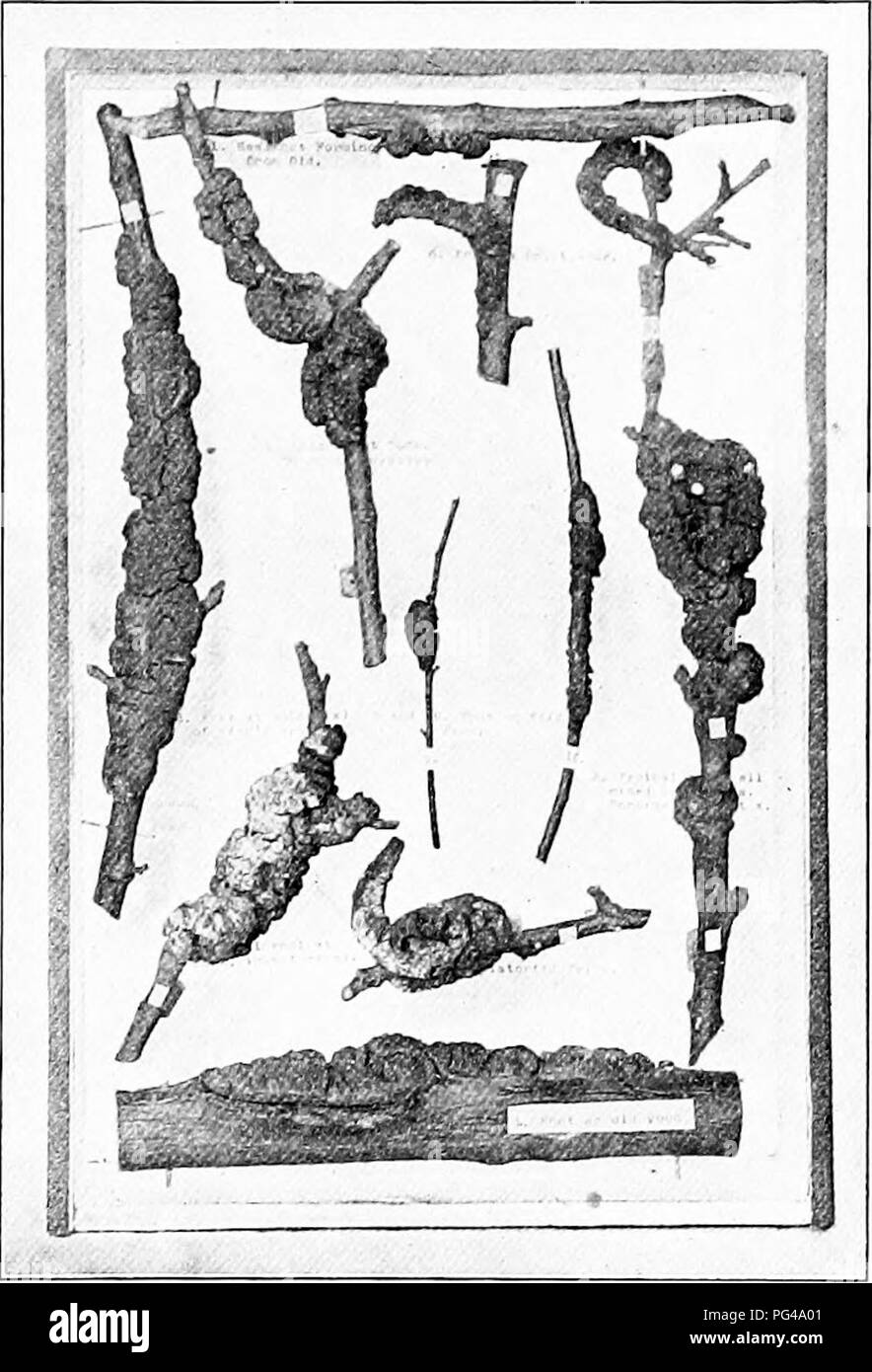 . Lo studio della natura e della vita. Lo studio della natura. Piante FLOWERLESS 463 il marciume bruno, Monilia fntctigena. - Prugna, ciliegia, e peschi sono spesso spogliato di tutto il loro prodotto da questo fungo distruttivo. Probabilmente consuma più di questi frutti a tutti i ragazzi e le ragazze del paese. La classe dovrebbe studiare la sua prevalenza e distribu- zione nel quartiere lungo con quella del nodo di nero. La caratteristica di questo fungo che ha colpito i frutti si aggrappano al ramo durante l'inverno, spesso cementati al- gether in cluster. In questa condizione sono detto di essere "mummied" (vedi Fig. 192). Il Foto Stock