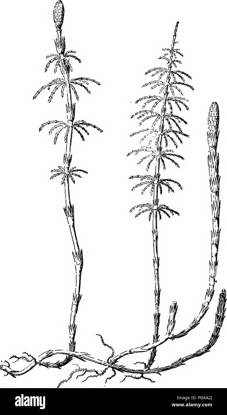 . Essentials di botanica. La botanica; Botanica. Il le Pteridofite 289. !FiG. 211. Un Equiseto {Mguisetum sylvaticum). A destra è un liquido incolore fecondo fusto, nel mezzo di un verde sterile, e sulla sinistra una fertile verde.. Si prega di notare che queste immagini vengono estratte dalla pagina sottoposta a scansione di immagini che possono essere state migliorate digitalmente per la leggibilità - Colorazione e aspetto di queste illustrazioni potrebbero non perfettamente assomigliano al lavoro originale. Bergen, Giuseppe Y. (Giuseppe giovani), 1851-1917. Boston, Ginn Foto Stock
