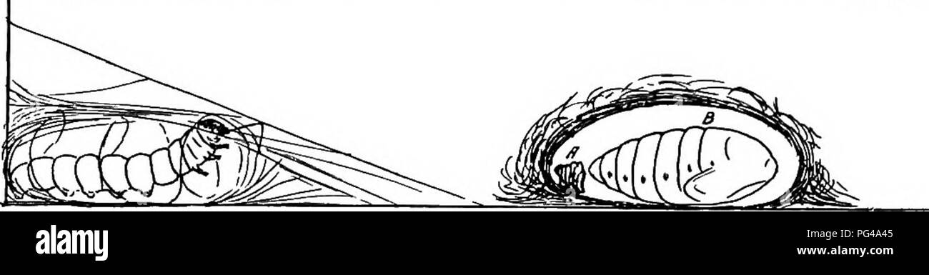 Questo manuale fornisce informazioni dettagliate sugli insetti tipici, concentrandosi sugli stadi larvali, come i mozzi di coleottero. Questi insetti si trovano comunemente nei cumuli di letame o in terreni ricchi, alimentati con radici delicate o in decomposizione di materia organica. I mozzi alla fine pupano nel terreno, formando una cavità simile a un guscio con un rivestimento di escrezione. Foto Stock