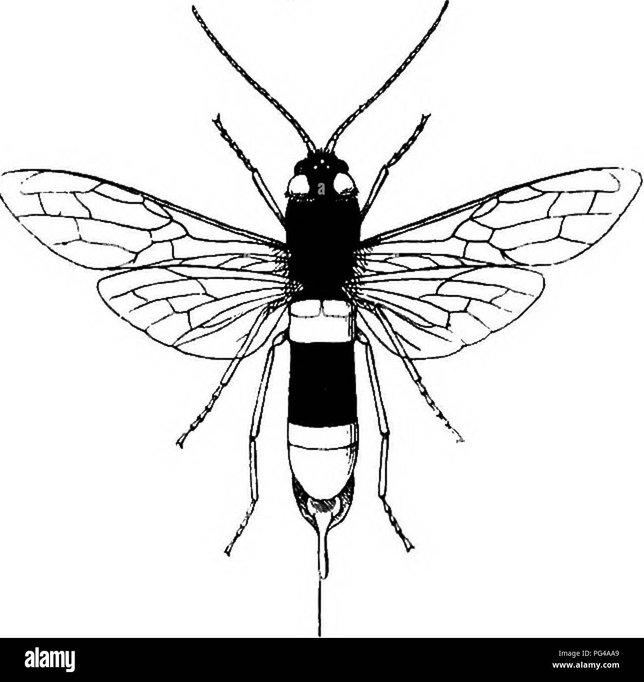 . E PREGIUDIZIEVOLE insetti utili; introduzione allo studio di entomologia economica. Insetti; insetti utili; pesti di insetto. Il legno-WASP 99 21. Il LEGNO-WASP {Sirex) Il legno-wasp degli abeti, anche se molto comuni nel nord paesi continentali, è raggiunto solo con ora e poi in Inghilterra. Un grande wasp-come volare, un pollice e mezzo di lunghezza, che è frizzante come mosche, ed è armato con quello che appare come un terribile pungiglione, è forse scoperto in qualche casa o negozio, acquisite tramite i più temerari uomo circa, e inviato al naturalista locale per l'esame. Qualche delusione segue dopo la sua relazione che th Foto Stock
