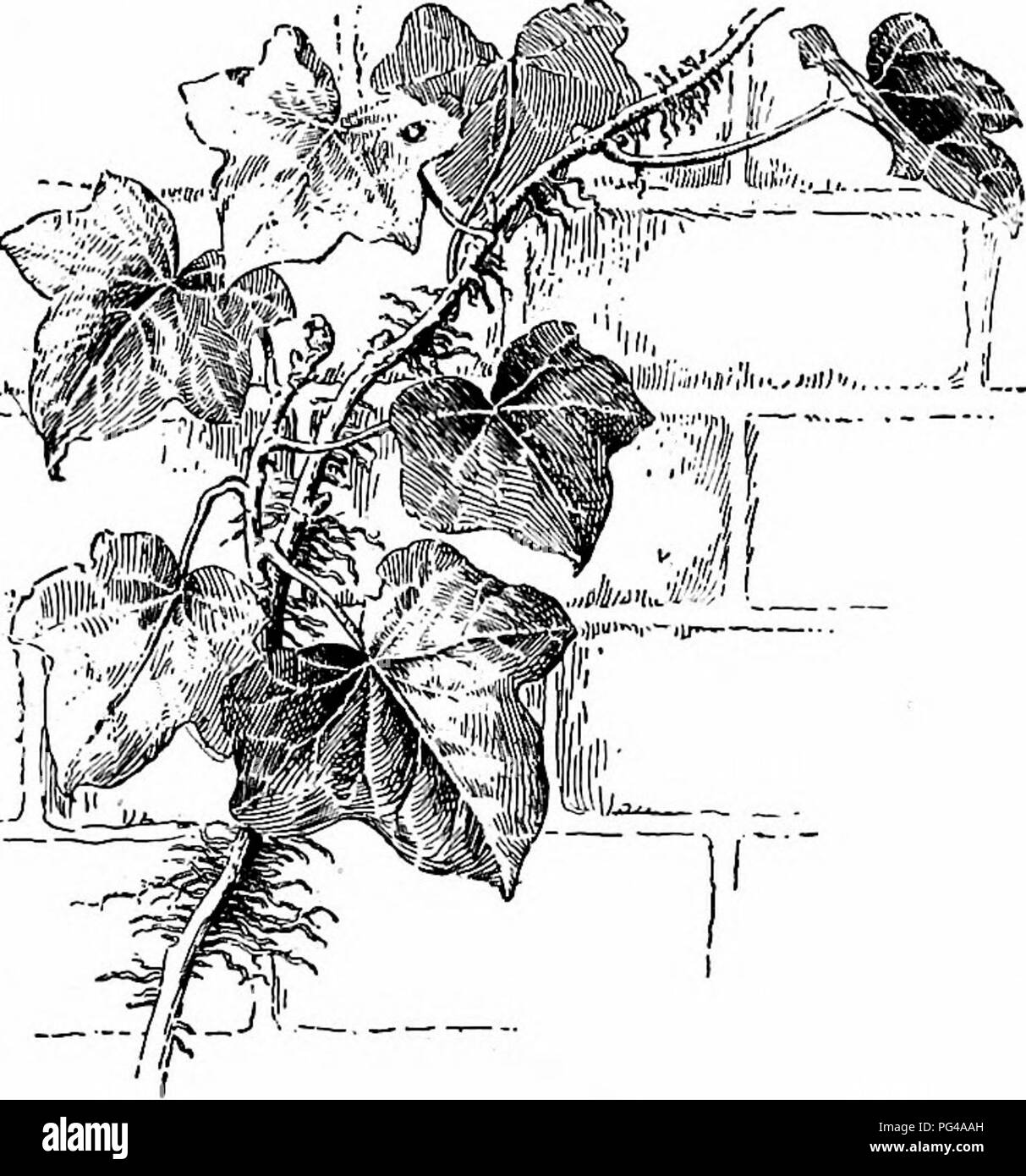 Questo testo botanico si concentra sulle radici aeree e avventurose, in particolare in piante come l'edera e il mais indiano. Spiega il ruolo di queste radici nel sostenere le piante ancorandole alle superfici, nonché la loro funzione nell'assorbimento dell'acqua e nella resistenza alle forze del vento. Foto Stock