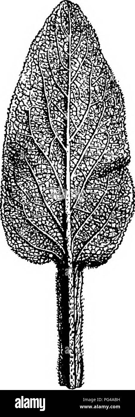 . Elementi di botanica. La botanica; Botanica. -^-^S^ Fig. 66.- le forme dei margini delle foglie. a (1), dentellate finemente; (2), dentellate grossolanamente; (3), dentellate doppiamente, b (1), finemente dentato; (2), sinuate dentato; (3), d o u 1&gt; 1 y dentato, c, profondamente sinuate, d. ondulato, e (1), crenate o festone; (2), doppiamente crenate.. Fig. 67.-venature reticolare (pinnate) in tlie foglia dell'Foxglove. Esaminare entrambe le superfici della foglia con il vetro e cercare i peli distribuiti sulle superfici. Descrivere il modo in cui i peli sono disposti. Le varie forme di foglie sono classificati e descritti da- botanici con grande mi Foto Stock