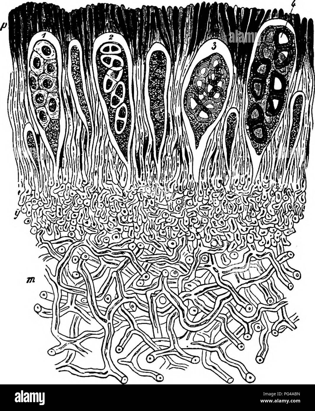 . Morfologia comparata e della biologia dei funghi, mycetozoa e batteri . Morfologia vegetale; funghi; Myxomycetes; batteriologia. Capitolo V.-ESAME COMPARATIVO.-ASCOMICETI. 189 Ascomiceti che recano apothecia sono ben noti sotto il nome di Discomycetes e Qymnocarpous Iiichens. Il apothecia nel più grande specie sono sporophores composto di notevoli dimensioni con un numero limitato di crescita nella direzione dell'apice o il margine, club o sagomato in cochleariform Geoglossum, Spathulea, &amp;c., un cappuccio di sgambate in Morchella, Helvella, Leotia, Verpa, e altri. Le prime fasi di sviluppo del Foto Stock