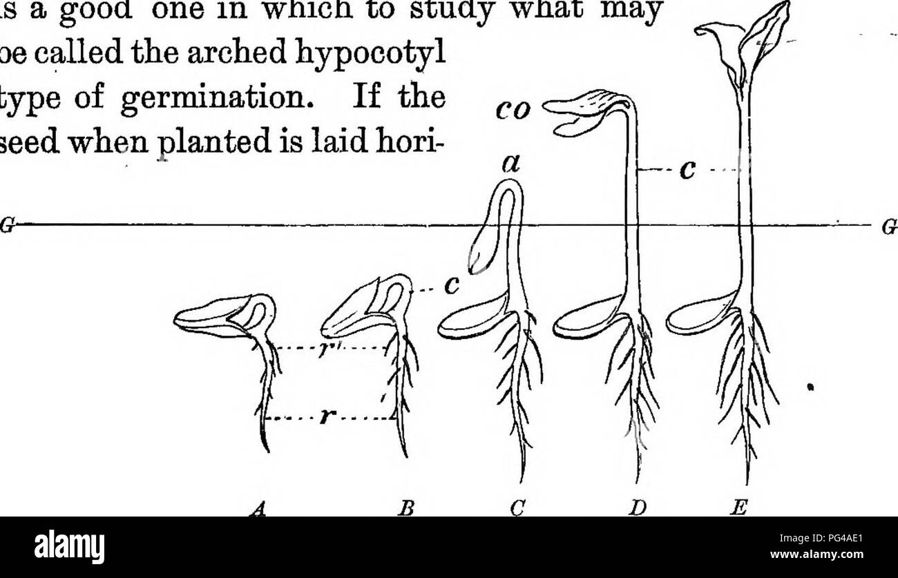 . Fondamenti di botanica. La botanica; Botanica. Capitolo III MOVIMENTI, lo sviluppo e la morfologia della piantina 32. Come la piantina si rompe la terra. - Come lo studente ha già imparato dalle proprie osservazioni, la piantina non spingere sempre il suo modo dritto fuori della terra. Mais, come tutti gli altri grani ed erbe, è vero, invia un arrotolata fermamente, foglia punta verticalmente verso l'alto nell'aria. Ma le altre piantine esaminato di solito non sarà trovato a fare qualcosa del genere. Il squash piantina è uno buono in cui per lo studio di ciò che può essere chiamato ad arco di tipo ipocotile di germinazione Foto Stock