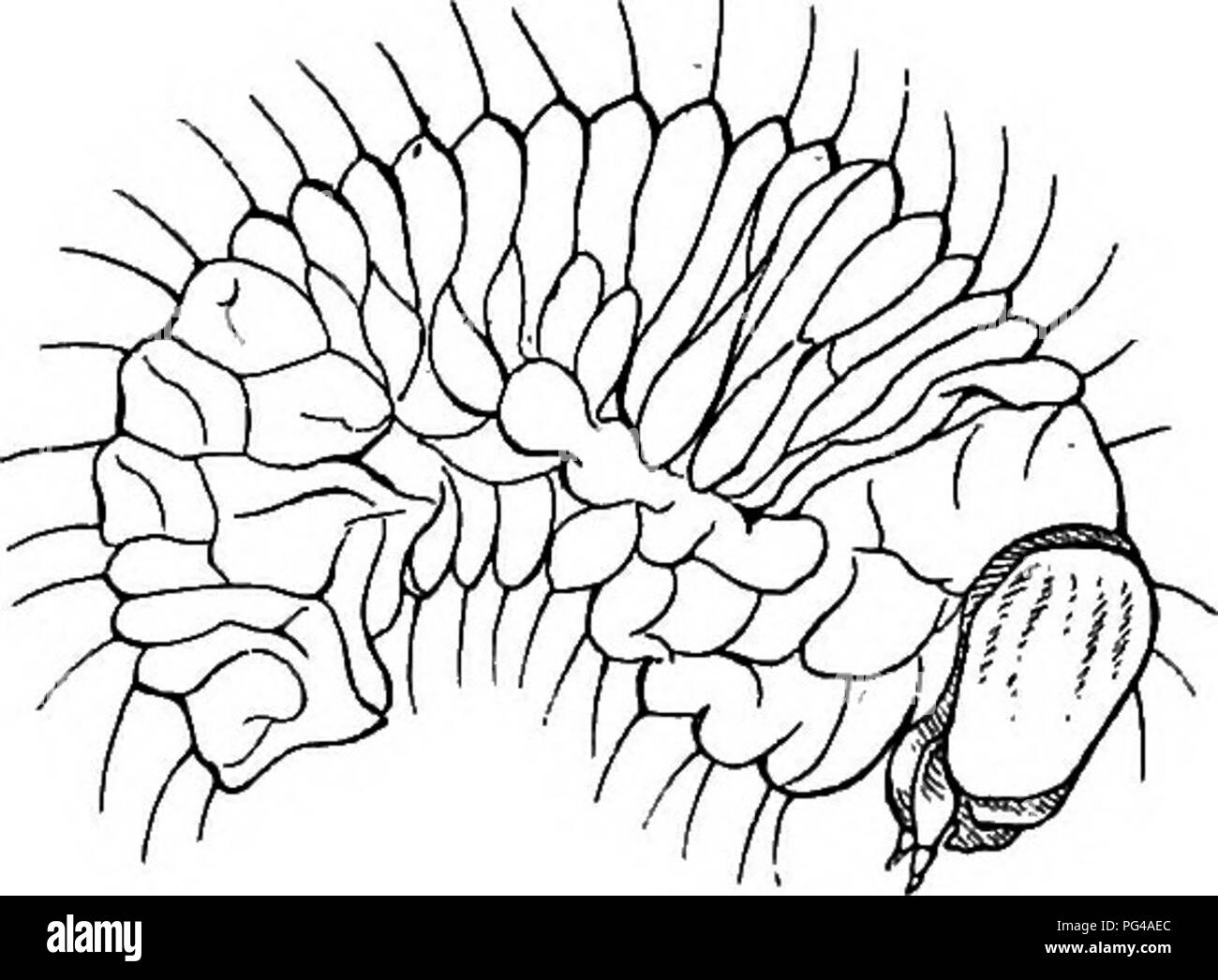 . E PREGIUDIZIEVOLE insetti utili; introduzione allo studio di entomologia economica. Insetti; insetti utili; pesti di insetto. Il giardino-CURCULIONE 45 dadi, e memorizzati i frutti del. Fig. 38.-larva del giardino-curculione. Da Curtis' '' Farm insetti." tutte le gambe è apparentemente quattro giunture, il buon quarto giunto essendo ridotto a un minuto vestigia. Curculioni spesso abbondano in grani, semi, ma non sono in alcun modo limitata a tali alimenti; essi sono insetti di molto variegati gusti. È da notare che il nome curculione è applicato a molti piccoli coleotteri che de- vour memorizza, a prescindere dalla loro struttura. In tal modo Foto Stock
