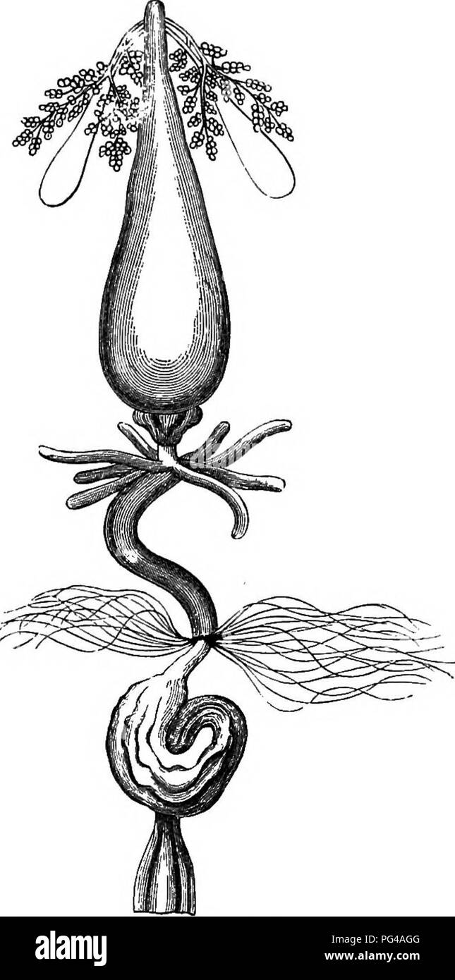. E PREGIUDIZIEVOLE insetti utili; introduzione allo studio di entomologia economica. Insetti; insetti utili; pesti di insetto. I6 pratiche pregiudizievoli e insetti utili muscoli e cuore saranno stati rimossi con esso, a meno che speciali dolori sono state prese per lasciare dietro di loro. Osservare il segmentally disposti i muscoli e il cuore, che appare come una striscia trasparente che corre lungo la linea mediana. Per esaminare la de- code del cuore, è migliore per indurire con acido cromico o qualche altro agente di fissaggio, e l'alcol. Essa deve quindi essere accuratamente separati dalla cuticola, macchiata e montati in balsamo. Foto Stock