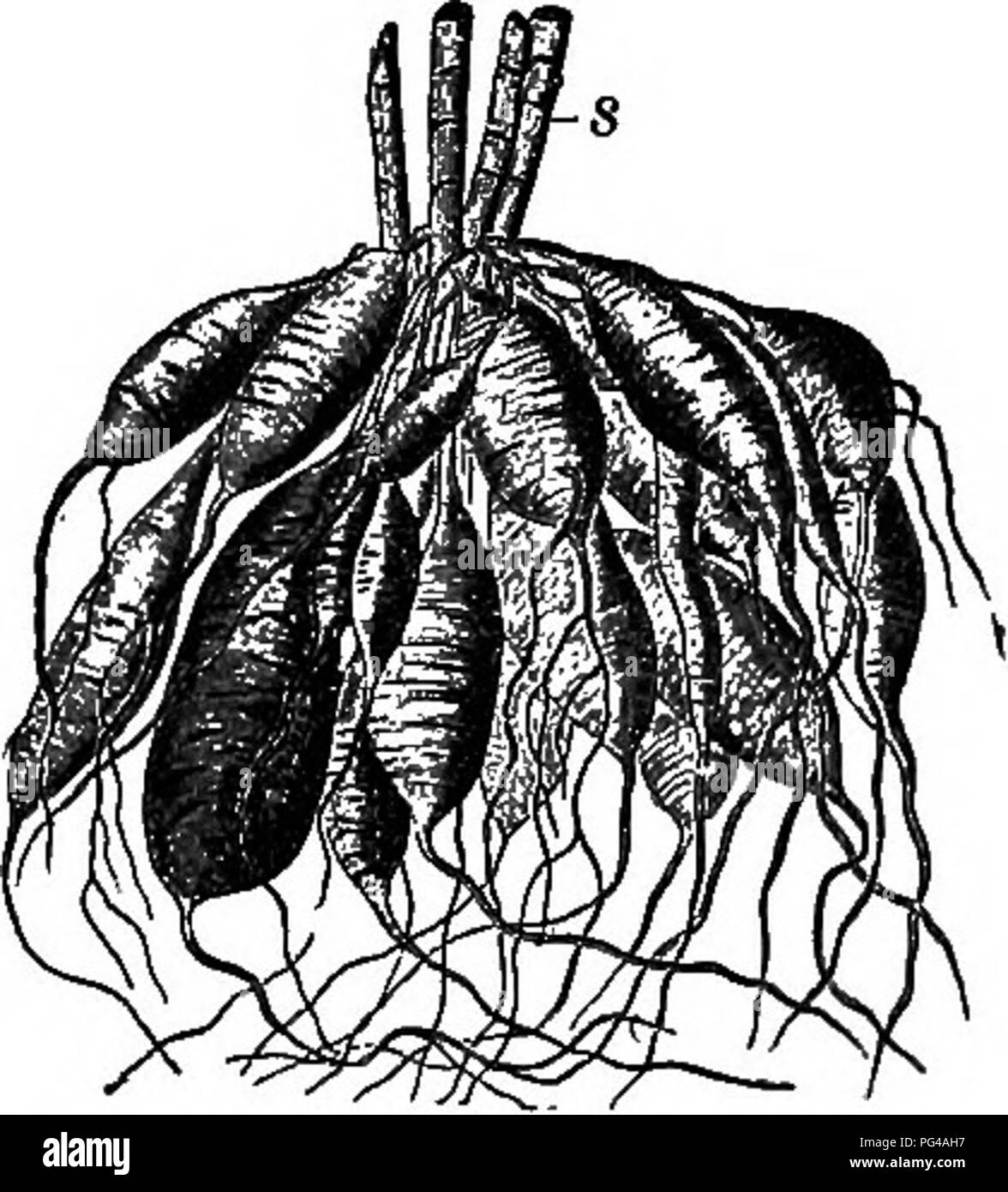 . Elementi di botanica. La botanica; Botanica. Stivali. 33. Fig. 20. - Le radici del Dalia, spessa- ulteriormente rafforzata e contenente memorizzato il nutrimento. 6, cut-off steli dell'impianto. piantati nella primavera successiva, si alimenta la rapida crescita del gambo che procede da bud in corrispondenza del suo vertice, e un abun- dant raccolto di fiori e sementi presto segue; mentre la radice, se esaminato in tarda estate, sarà trovato essere appassiti, con il suo negozio di materiale di riserva abbastanza esaurito. Le radici della dalia, Fig. 20, e di molte altre piante perenni, o piante che vivono per molti anni, contengono molto memorizzati pianta-cibo. Tali piante morire per Foto Stock