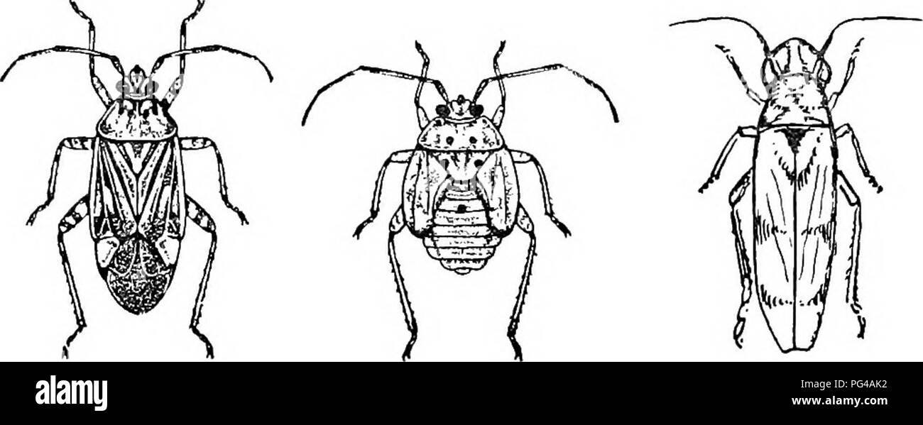 . La storia naturale della fattoria : una guida per la pratica lo studio delle fonti del nostro vivere nella natura selvaggia . Storia naturale. La popolazione di un vecchio melo 305 opere nella carne di apple, la sua posizione essendo caratterizzato da un cospicuo cicatrice di superficie. Apple-verme funziona anche nella carne, scavando attraverso di esso in tutte le direzioni e leav- ing striature scolorito dalla quale marciume procede. Ci sono poi i coleotteri, le cui larve sono tarli, la maggior parte di pregiudizievoli che opera sotto la corteccia di alberi giovani in corrispondenza della superficie del terreno, più o meno completamente girdling gli alberi. Due o t Foto Stock