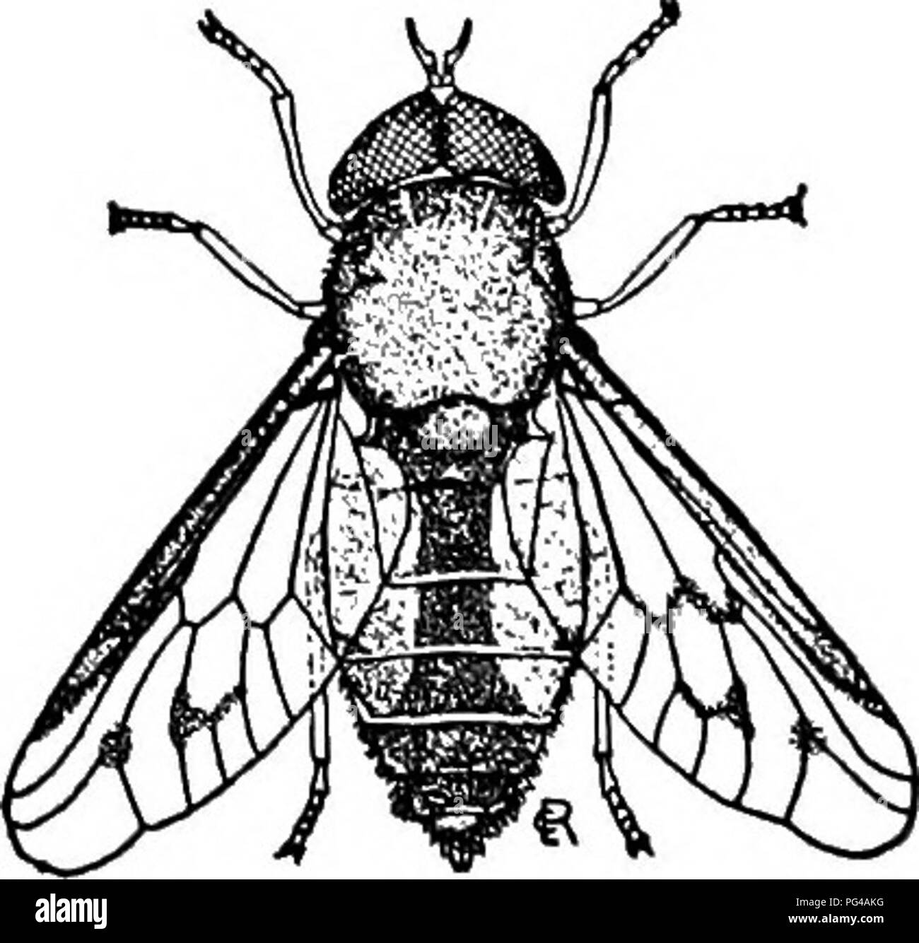 Questa guida illustra lo studio pratico della natura selvaggia, concentrandosi sull'ecologia degli ecosistemi agricoli, come il ruolo degli gnati di bufalo e delle larve di zanzara. Esplora come l'acqua stagnante, specialmente durante le stagioni piovose, supporti l'allevamento delle zanzare mentre discute le dinamiche dei predatori, incluso il ruolo dei pesci nel controllo delle popolazioni di larve. Foto Stock
