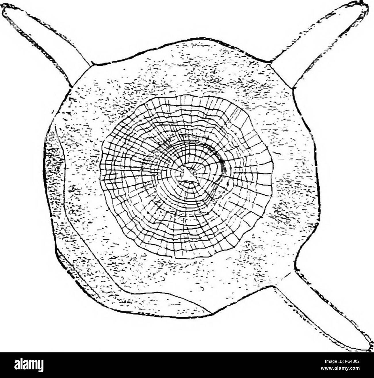 . Le malattie delle piante indotta da crittogamica parassiti : introduzione allo studio dei funghi patogeni, limo-funghi, batteri, &AMP; Alghe . Le malattie delle piante; piante parassite; funghi. 384 UREDINEAE. spore crescono di aghi e ramoscelli di conifere, il aecidia su foglie di varie Eosaeeae (Pomaceae). Cinque specie si verificano in Germania, ma ci sono molti in America. Gymnosporangium clavariaeforme Jacquin. (Gran Bretagna e Stati Uniti America). Il micelio di questa specie perennates ramaglie di Juniperus communis. Infezione è causata da aecidiospores. L'anno seguente un rigonfiamento di attaccato luoghi Foto Stock