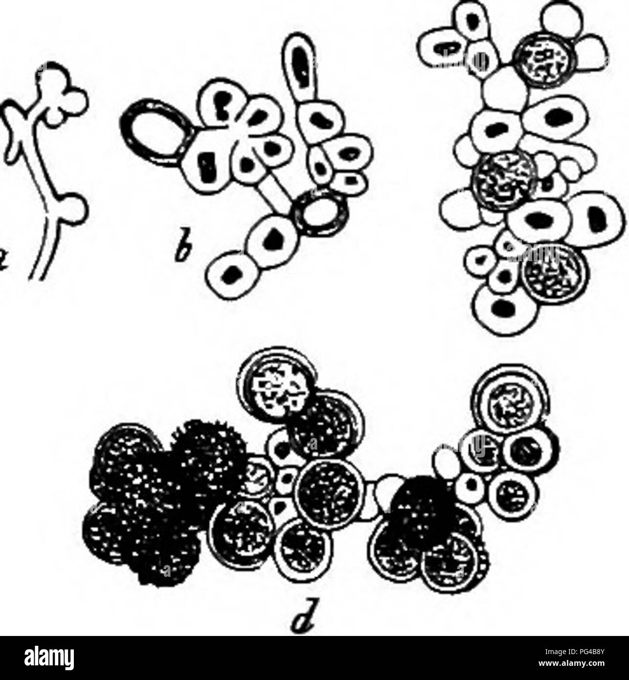 . Le malattie delle piante indotta da crittogamica parassiti : introduzione allo studio dei funghi patogeni, limo-funghi, batteri, &AMP; Alghe . Le malattie delle piante; piante parassite; funghi. 296 USTILAGINEAE.. celia, può sviluppare per i miceli; la coalescenza dei conidi è sconosciuto. In soluzioni nutritive conidi sono formati in grandi numeri e moltiplicare il lievito-simili fino a pasto non riesce. Ust. succisae Magn.^ frequenta le antere di Scdbiosa Succisa e forme di colore bianco puro spore, facilmente distinguibili da quelle dei due precedenti specie. Le antere sembrano essere fittamente ricoperta con granuli vetrosi. Le spore Foto Stock