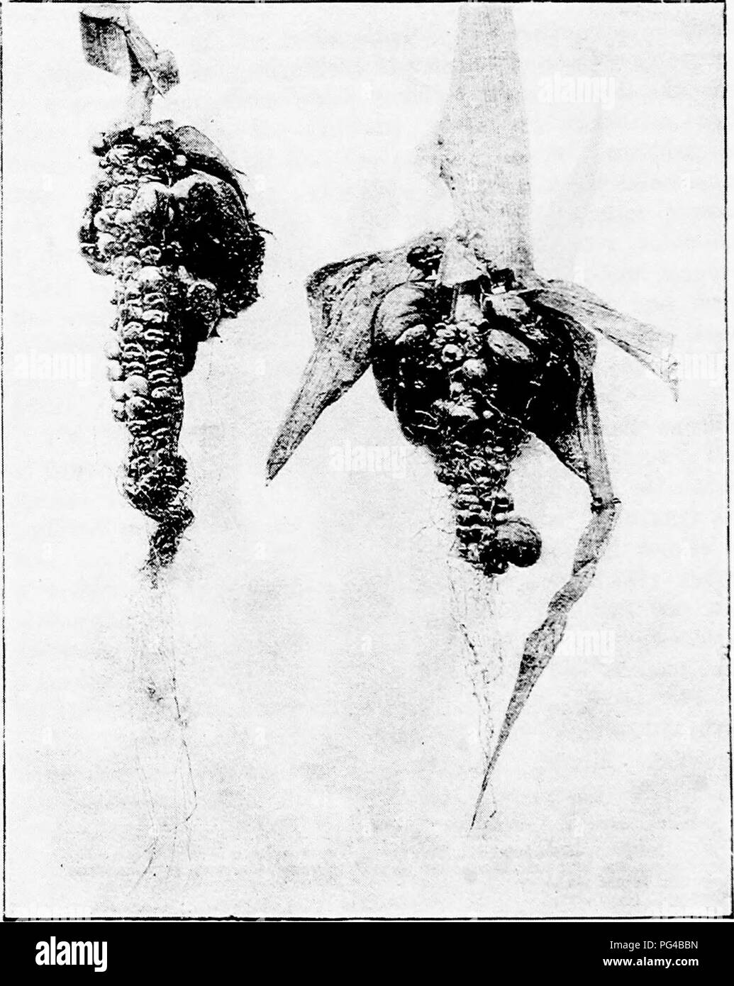 . Le malattie delle piante indotta da crittogamica parassiti : introduzione allo studio dei funghi patogeni, limo-funghi, batteri, &AMP; Alghe . Le malattie delle piante; piante parassite; funghi. •278 USTILAGINEAE. Il primo è il caso quando la nutrizione è abbondante, come quando sotto la coltivazione artificiale, quest'ultimo sotto meno favorevole la nutrizione; molto in condizioni inadatte, cellule costituenti. Fig. 149.-UstiLago maydis. Il Mais malato-capi dopo la rimozione delle foglie di recinzione. Le teste sono soggette a granello di fuliggine-bolle di tutte le dimensioni, alcuni niptlired, altri stiU ininterrotte, (v. Tubeuf phot.) dell'promycelium può per es Foto Stock