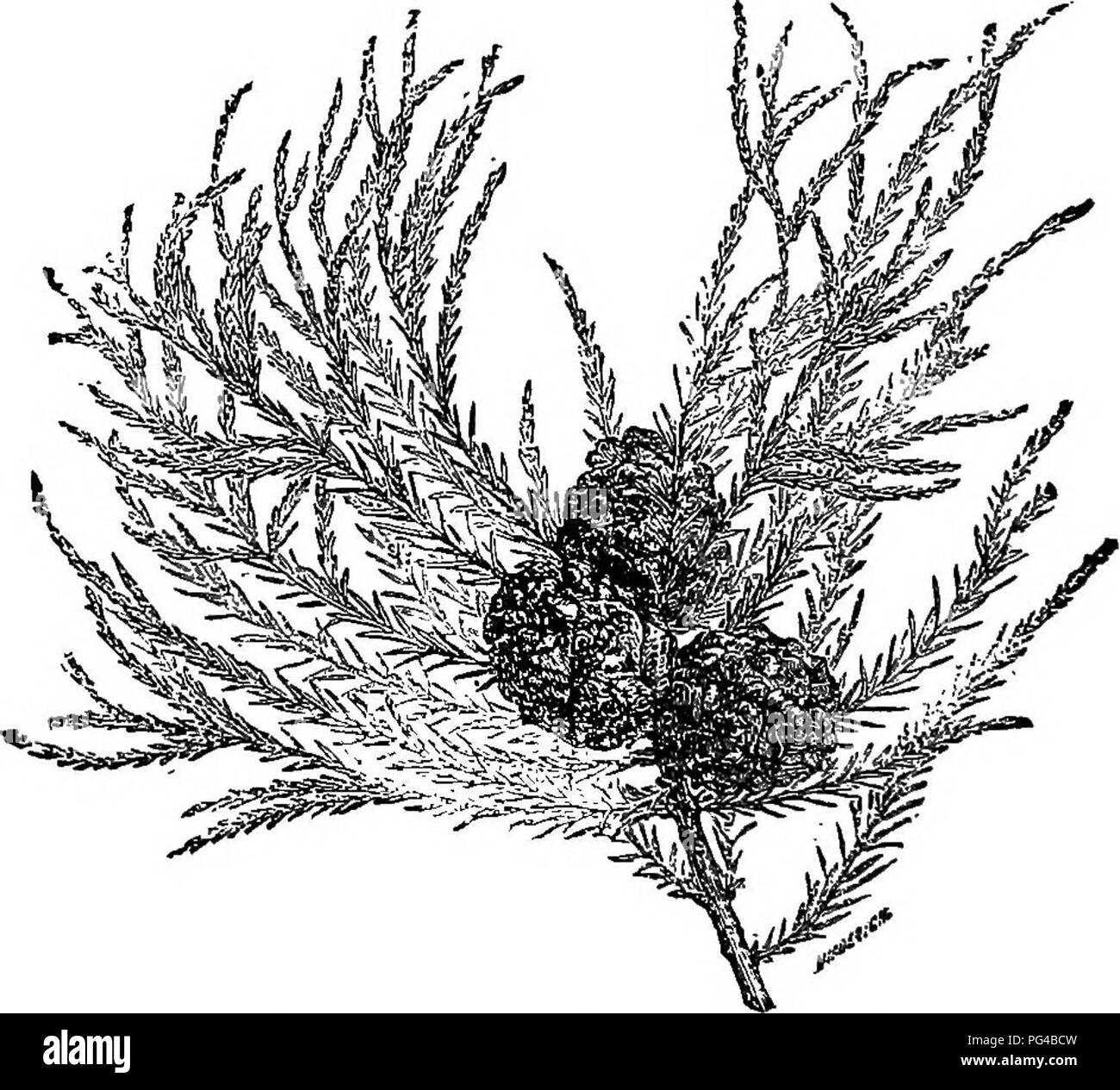 . Gli elementi della silvicoltura : progettato per fornire informazioni riguardanti la semina e la cura di alberi forestali per ornamento o profitto e dare suggerimenti sulla creazione e la cura dei boschi con la vista di assicurare il massimo beneficio per il tempo più lungo ed è particolarmente adatta per i desideri e le condizioni degli Stati Uniti. Le foreste e la silvicoltura. 310 Il cipresso calvo, ecc e ha un cuore rosso-simili di legno di cedro rosso, bat è troppo piccolo per qualsiasi uso. Il calvo-cypeess, rosso-legno e famiglia alleate. 1273. Questi sono inclusi nella tribù Taxodieae, e sono distin- guished dal arrangemen Foto Stock