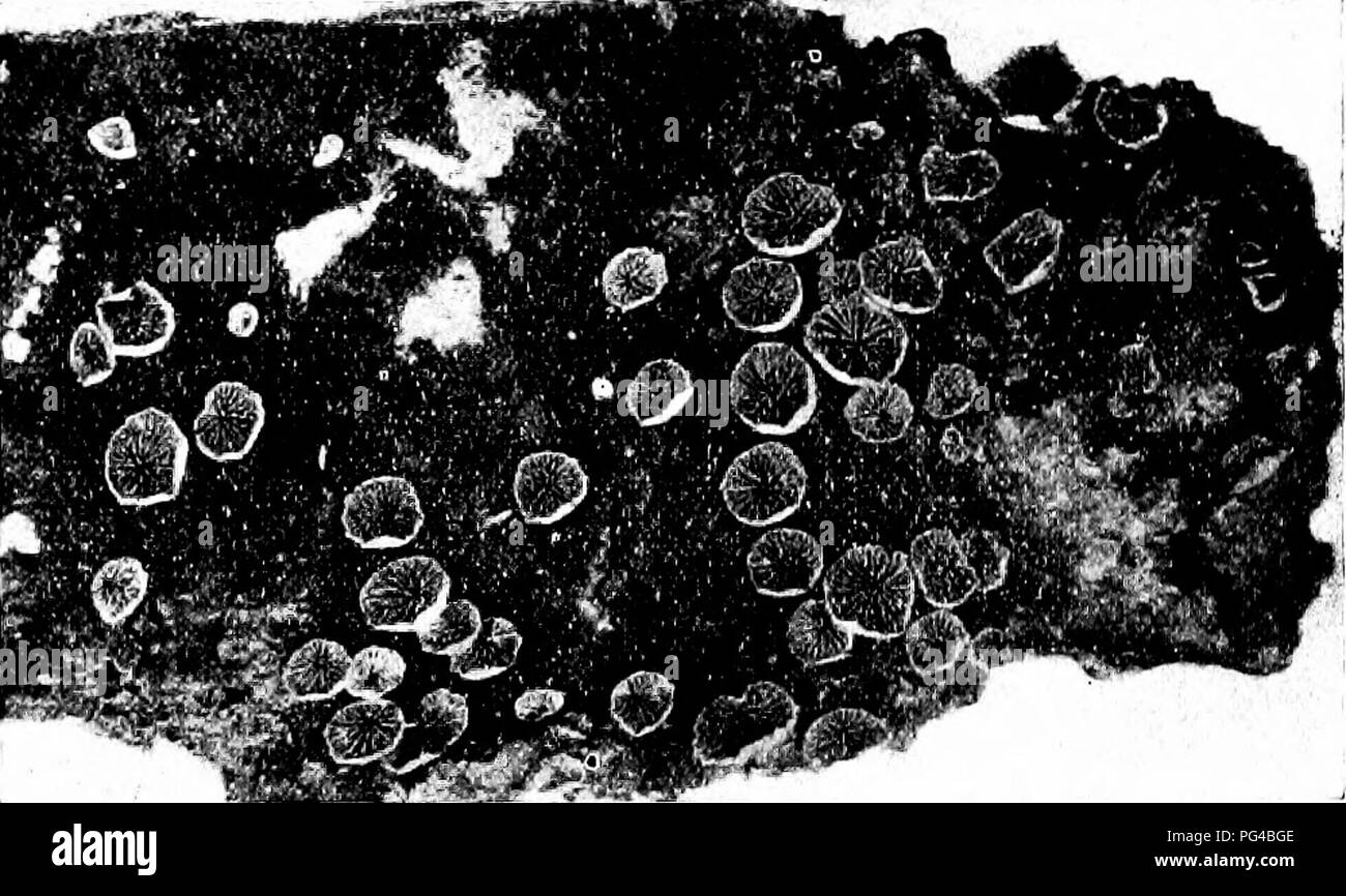. Minnesota funghi ... La botanica; funghi. 34 MINNESOTA FUNGHI frequenti in città e paesi sui tronchi di alberi viventi, specialmente olmi, crescente da lesioni o nodo-fori, spesso 20-30 piedi da terra, tarda estate fino a gravi gelate. La carne è soda, o in vecchi esemplari piuttosto difficili, ma il sapore lo rendono uno dei migliori della specie commestibili. Pleurotus ostreatus Oyster tappo C a p grande, 7-24 cm., bianco, grigio o marrone, liscia o più o meno scaglioso in età, convesse o piane, mensola- o la forma di un guscio più o meno lobate e strappata in corrispondenza del margine ; s t e m a breve e laterale, o non Foto Stock