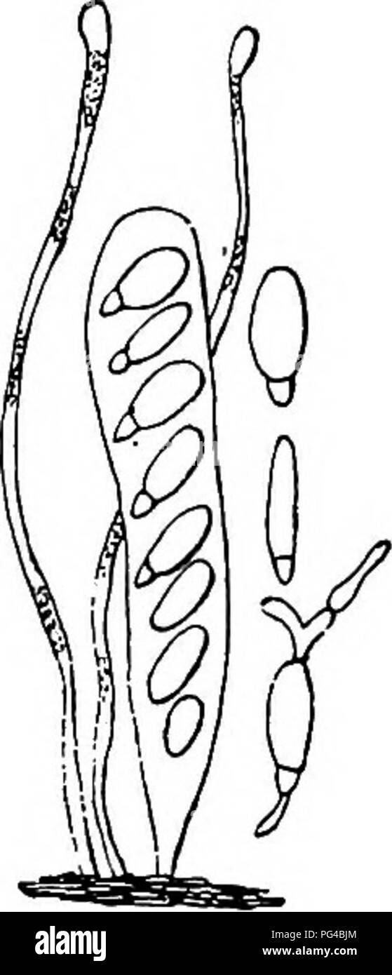 . Le malattie delle piante indotta da crittogamica parassiti : introduzione allo studio dei funghi patogeni, limo-funghi, batteri, &AMP; Alghe . Le malattie delle piante; piante parassite; funghi. Fig. 115.-Plowrightia mor- Bosa. Aschi, con otto spore. Spore in germina- zione. Filamentosa para- physes. (Cop. Da Farlow). Fig. 114.-Plowrightia morbosa. (V. Tubeuf phot.) e pregiudizievole ampiamente distribuito la malattia delle varie specie di Prunus, soprattutto prugna e ciliegia. I rami vita e rametti di diventare rivestita con una crosta di presenta verrucosa escrescenze, e allo stesso tempo sono più o meno addensate e deformato. Foto Stock
