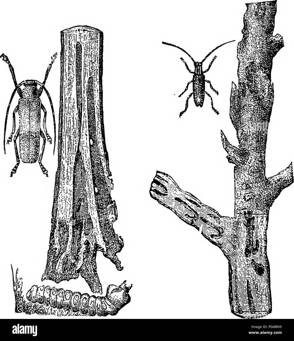 Questa guida tratta i principi della silvicoltura, tra cui la piantagione e la cura degli alberi forestali per ornamento o profitto. Mette in evidenza problemi come il controllo dei parassiti, con esempi di insetti che danneggiano alberi come pioppi e betulle in Nevada e California. Foto Stock