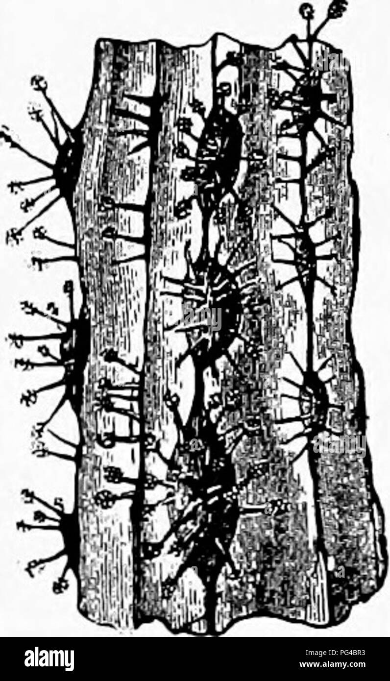 . Le malattie delle piante indotta da crittogamica parassiti : introduzione allo studio dei funghi patogeni, limo-funghi, batteri, &AMP; Alghe . Le malattie delle piante; piante parassite; funghi. Fig. 93.-vite-root con righe di colore nero di sclerozi esposti e cuscinetto di setole come conidiofori qua e là. (Dopo R. Hartig). Fig. 92.-vitigni con Dematophora Tiecatrix &LT;dopo un prolungato soggiorno in una camera umida), a. Fila- mentous micelio passando in rhizoctonia- trefoli (&amp;), che anastomose a c c. U e e, Rhizomorphs crescente verso l'esterno dall'interno. (Dopo R. Hartig.). Fig. 94.-porzione Foto Stock