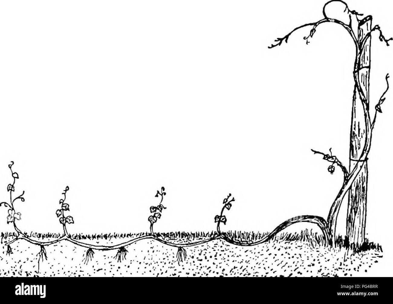 . Botanica agricola per gli studenti . La botanica. Germogliando 231 Pomodoro e Nightshade appena descritto, la spiegazione è stata ottenuta per alcuni cosiddetti graft-ibridi, uno di nota essendo il Cytisus Adami che era stata prodotta molti anni fa mediante innesto a- gether due arbusti, uno avente viola e altri fiori gialli.. Fig. 212. - Stratificazione del vitigno. Il vitigno è stato piegato a terra e coperto, e da esso le radici e i germogli sono in via di sviluppo. Come risultato di questo innesto e ulteriore innesto, arbusti di alcuni rami recanti fiori viola e cuscinetto di altri fiori gialli sono stati ottenuti. E Foto Stock