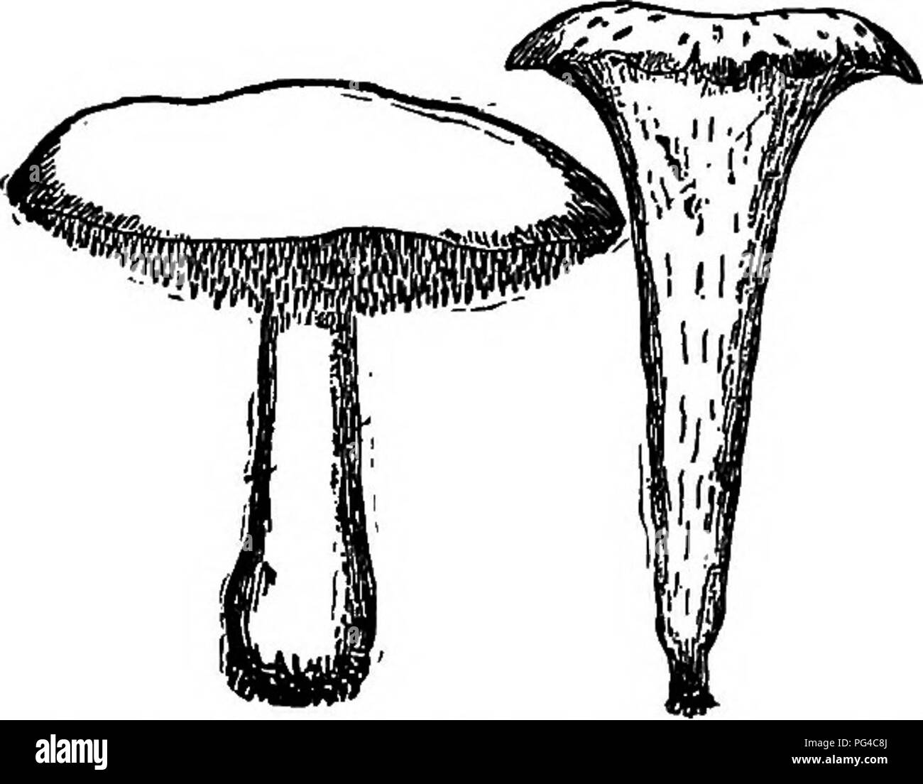 Questo lavoro descrive vari tipi di funghi e il loro uso, enfatizzando le loro caratteristiche uniche, come il cappello a tromba. Fornisce dettagli sulle loro abitudini di crescita, varietà commestibili e usi medicinali, nonché le proprietà estetiche e funzionali di diverse specie di funghi. Foto Stock