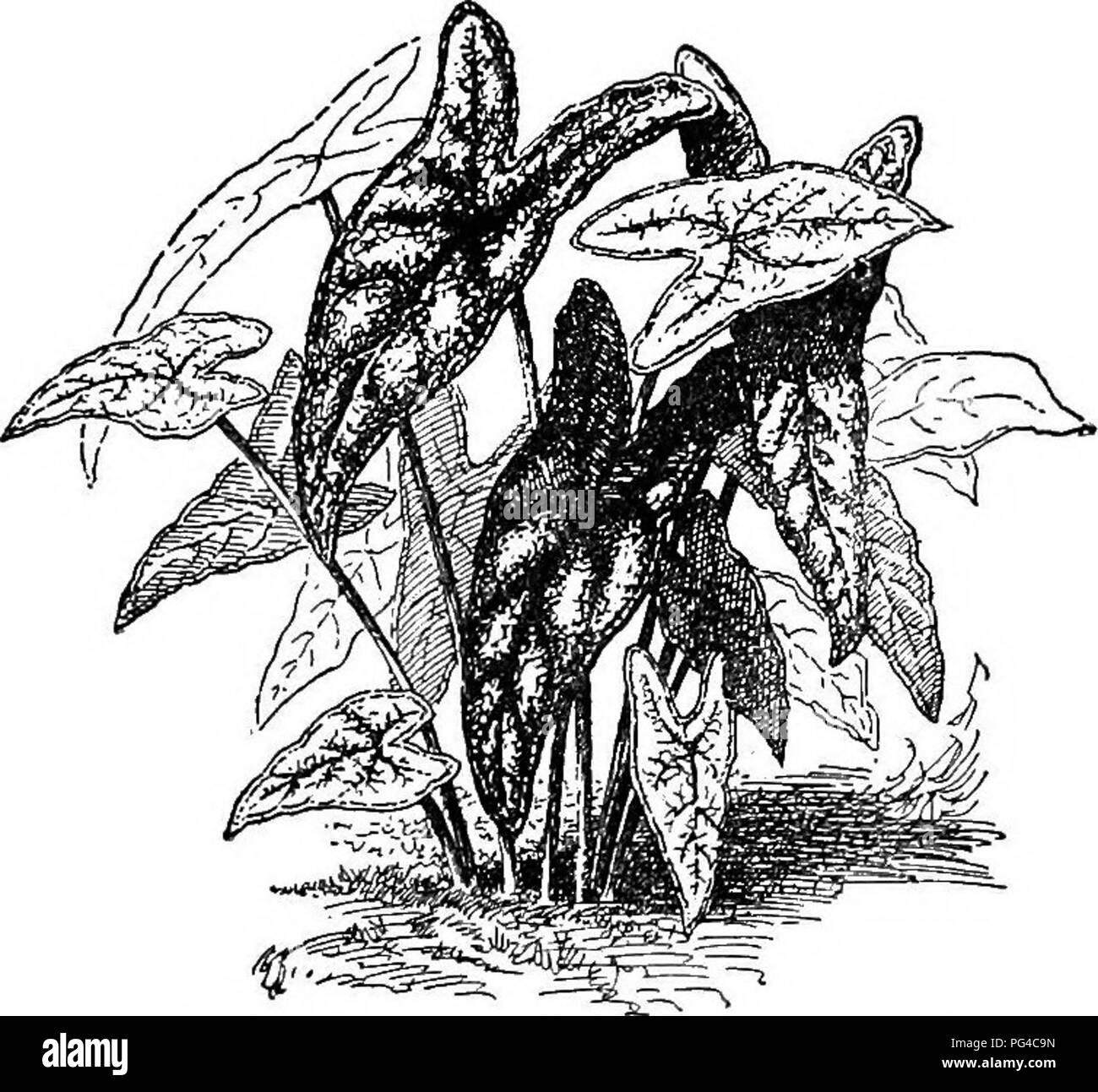 . Dell'enciclopedia di American orticoltura comprendente suggerimenti per la coltivazione di piante orticole, descrizioni delle specie di frutta e ortaggi, fiori e piante ornamentali vendute negli Stati Uniti e in Canada, insieme geografico e biografie. Il giardinaggio. Lunghezza CALADIUM, verde scuro ; controfiletto e primario' vene beauti- completamente rosso-viola chiazzati e molto stretta bor bianco- der, contrassegnato con piccole, viola-macchie rosse. A.F. 8:127. (Coccc) margine viola. 26. Var. Houbytaum, Engl. (C. Soubydnum, Hort.). Picciolo verde sporco sulla superficie inferiore di colore rosso brillante sopra lama ; Foto Stock