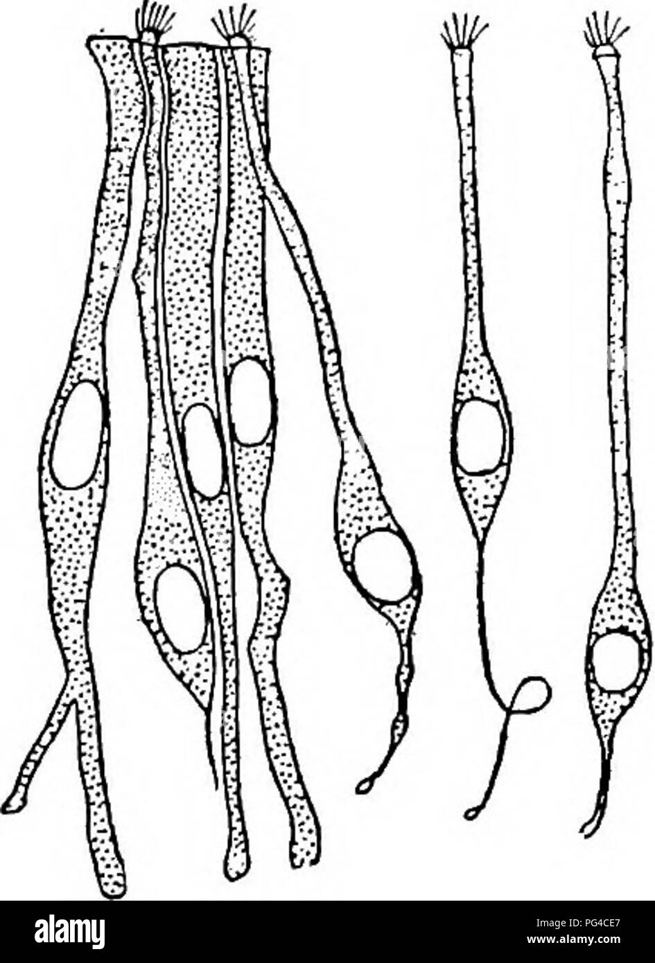 . Olfatto, gusto, e allied rileva nei vertebrati . Rileva e sensazione; vertebrati. Anatomia dell'organo olfattivo 31 e la meno distinta zona prossimale di nuclei basali. Ciascuno dei nuclei olfattivo è presentata in un ovale di corpo cellulare. Prossimalmente questo si rastrema rapidamente in una ammenda nervo olfattivo- fibre wliich eventualmente entra nel bulbo olfattivo del cervello. Distalmente il corpo della cella si estende come un modo un po' più grossolane di struttura astiforme alla superficie esterna del olfac- tory epitelio dove ter- minates in un piccolo allargamento. Questo ampliamento è stata chiamata la vescicola olfattiva di Van Foto Stock