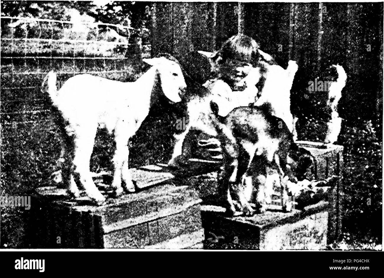 . Moderne Capre di Latte : stato di latte di capra industria; metodi di redditizia la produzione di latte; la cura e la gestione delle attività commerciali di mandrie e caprini domestici . Capre. 136 Latte moderno (iUATS vi è un qualsiasi luogo dove tliey sono protette dal vento, freddo o umido. Anche a un giorno di età devono avere qualcosa da plaj' con. Una scatola rovesciata circa otto pollici ad alta e a quattro piedi iioard inclinato fino al suo bordo rendono una splendida apparecchiatura per il wee bébés primi tentativi. Fig. 41.-E.xercisc per i bambini. Importante fattore di thrir corretto dL'-elopnient, a fi-olicking. Man mano che crescono hardier, wlienevei- Foto Stock