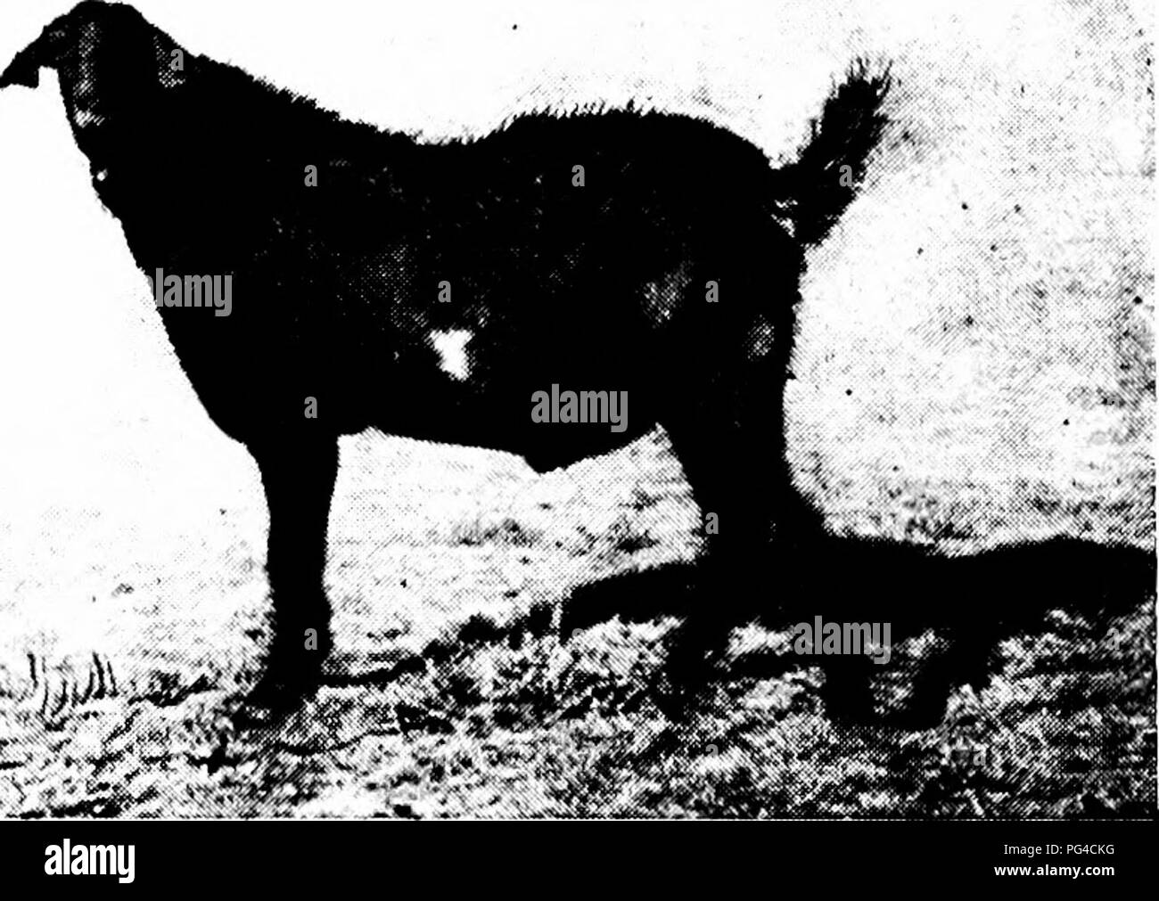 alamy