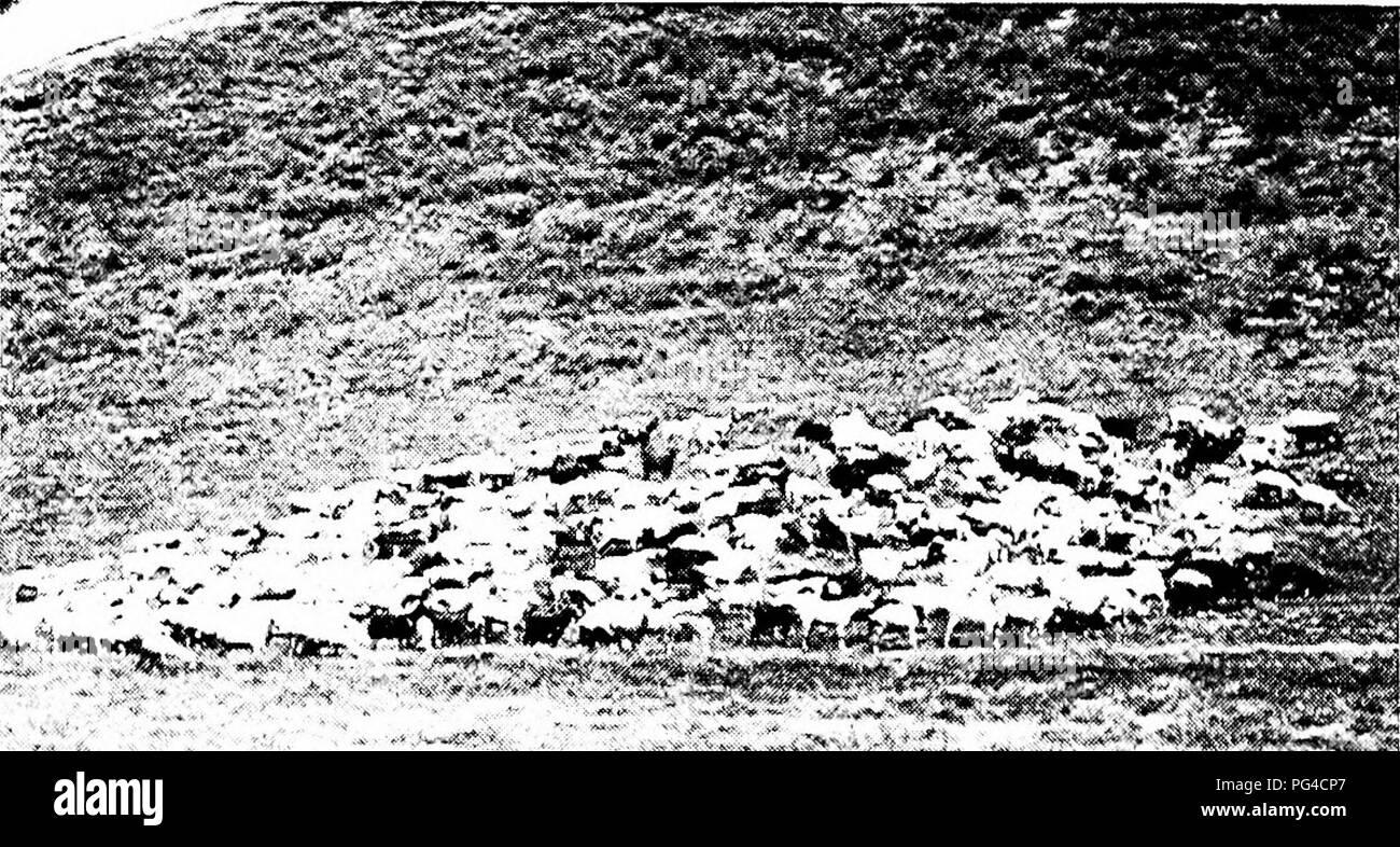 . Moderne Capre di Latte : stato di latte di capra industria; metodi di redditizia la produzione di latte; la cura e la gestione delle attività commerciali di mandrie e caprini domestici . Capre. S'Z MUDERN Capre di Latte Foundation per la mandria.-Il miglior uso che potrebbe essere fatto di questa gamma huid sarebbe, non a stock con liighly sviluppato, ammenda capre di latte, ma di raccogliere delle bande di un UATI"e capre, numerosi come la gamma di supporto e ottenere per l'allevamento di loro la migliore possibile di razza pura bucks di una delle razze da latte. Tali bande di nativi non potrebbero essere ottenuti in Texas e altri. Fk; 10 -Una lan'-ze mandria di nati Foto Stock