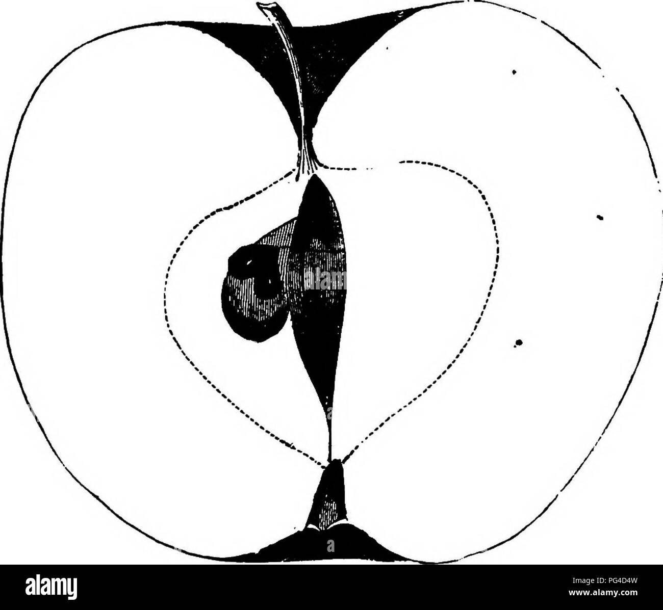 . American pomology : mele . Le mele. Classe II. Mele conica.-IL II. L 535 qaent rose-macchie colorate e i marchi che irradia dall'ca- vity sopra la base del frutto; punti piccoli, distinto, grigio. Basin nessuno, o molto sliallow, intrecciati ; occhio piccolo e chiuso; Sesments lungo. La cavità di medie, regolari, marrone ; gambo lungo, rosso, knobby. Core regolari, a forma di cuore, chiuso, poco sale riunioni l'occhio; semi di numerose piccole; carne giallo, compatto e asciutto fino a mature, poi succosa; sapore acido per sub-acido, veiy ricca, sac- charine ; buona qualità; utilizzare, specialmente per il sidro, anche per la cottura e per dessert in aprile Kee Foto Stock