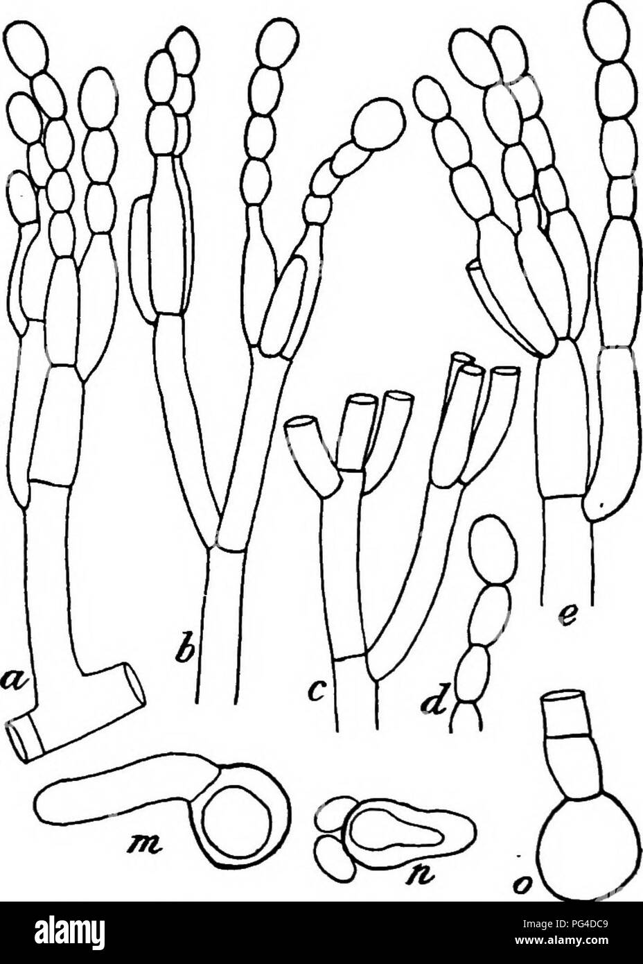 . Un libro di testo di micologia e patologia vegetale . Le malattie delle piante; funghi in agricoltura; malattie delle piante; funghi. 720 esercizi aggiuntivi 4. Polvere di colore bianco giallastro, spore tubeiculate, odore ammoniacale. P, brevicaule var. album. 5. La formazione di giallo-marrone, aree di spore ruvida, odore ammoniacale. P. brevicatile (Fig. 248). (Formaggio Roquefort). i. Striature di colore verde all'interno del formaggio. P. Roqueforli (Fig. 244).. Fig. 262.-Penicillium digitatum. a. Tutto conidiophore e l'fruttificazione; b, c, d. e, tipi di ramificazione e formazione di conidiospores; m, ", o. La germinazione di conidiospores. {Dopo Thorn.) Agrumi Foto Stock