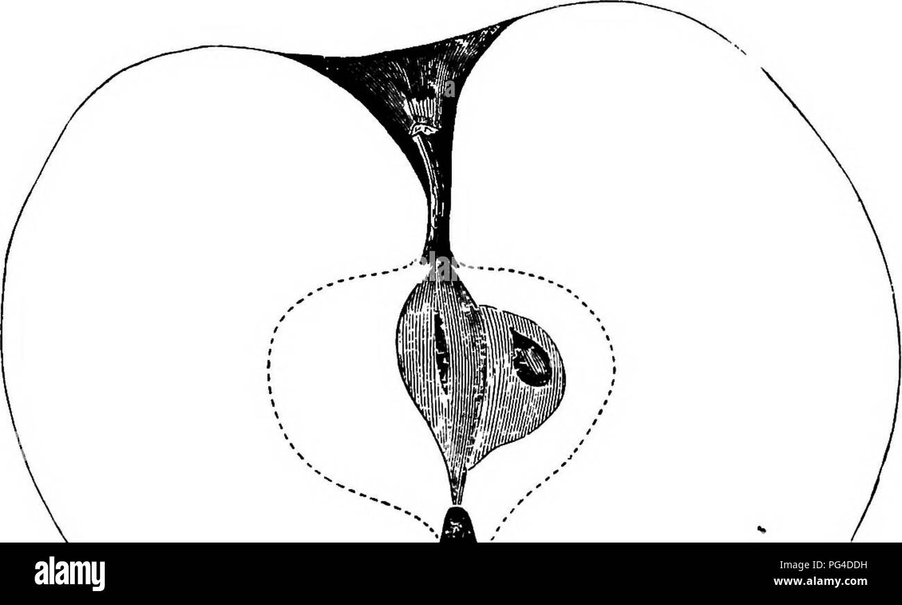 . American pomology : mele . Le mele. Classe I. PLAT mele. 1. II. II. 447 Ohio IVonpareil. MTER's HONPAKEIL-western bellezza. Questo bel frutto ha avuto origine con il Sig. Myers, vicino Massil- lon, Ohio. È stato descritto nella parte occidentale di Orticoltura recensione per febbraio 1853. Albero vigoroso, sana, diffusione, arti diritta, stout. Fig. 103.-OHIO NONPABEIL. e compatta, non tende a rompere con il peso del frutto. La struttura originale era a carico di colture annuali di dimensioni anche frutta per vent'anni. Frutto di dimensioni da grandi a molto grandi, regolari, oblato, molto mano- alcuni ; superficie liscia, giallo coperto con colore rosso brillante; D Foto Stock