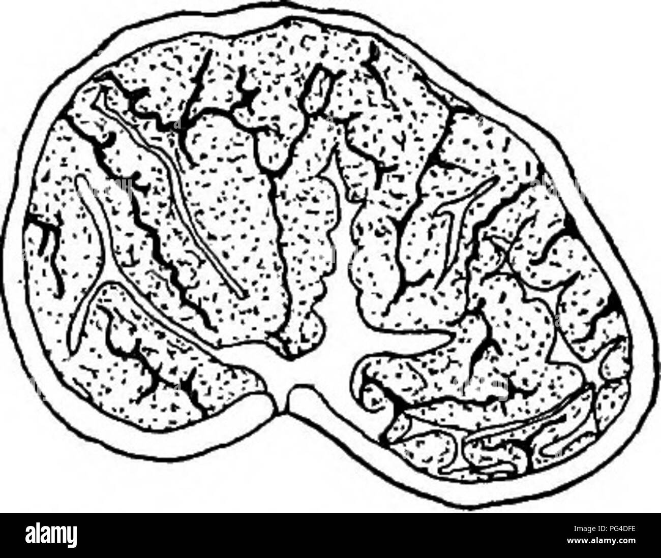 . Il libro di funghi. Una famosa guida per l'identificazione e lo studio del nostro nessuno funghi, con speciale enfasi sulla varietà commestibili. Funghi; Cookery (Funghi); cbk. Asci e paraphyses ORDINE TUBERALES-tartufi l'ordine Tuberales contiene i tartufi che sono subter- ranean funghi, di dimensioni variabili da una ghianda per una grande po- tato. L'asci o spora-sac sono formate sull'inte- rior del fungo, il tartufo presenta verrucosa stesso essendo chiamato come- coma, in quanto contiene la asci. Poiché il tempo di Plinio e Dioscoride, tartufi sono stati conosciuti e apprezzati come una tabella di delicatezza. Poiché Foto Stock