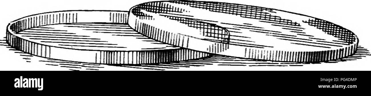 . Un libro di testo di micologia e patologia vegetale . Le malattie delle piante; funghi in agricoltura; malattie delle piante; funghi. Fig. 219.-Metodo di colata di gelatina in capsule di Petri. {Dopo iMhnis.) una dimensione adatta per questi, prendendo misurazioni esterne, è come segue: altezza 4.5 per S cm.; diametro del fondo di circa 7 cm. Il blocco di gesso è di 3 cm. alto; il diametro della superficie inferiore è di 5,3 cm., che della superficie superiore di 3,8 cm. Per rendere un blocco di gesso, 2 parti di polvere di gesso sono mescolati con la % di parte di acqua e la miscela è stata versata in uno stampo di stagno. Il blocco deve essere duro e lo stampo non deve essere strofinato Foto Stock