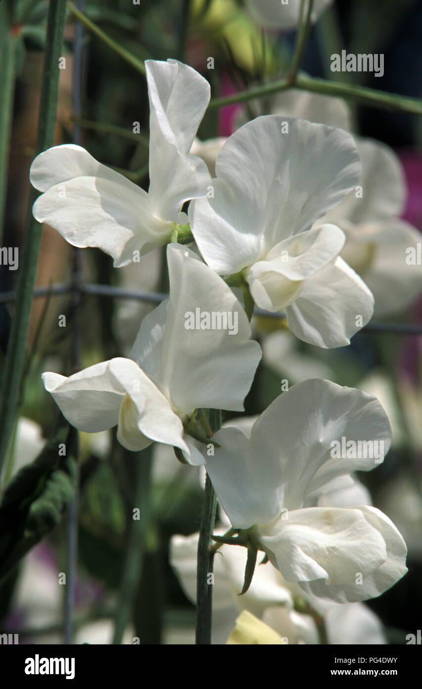 Pisello dolce Valentine (Lathyrus odoratus) Fiori Foto Stock