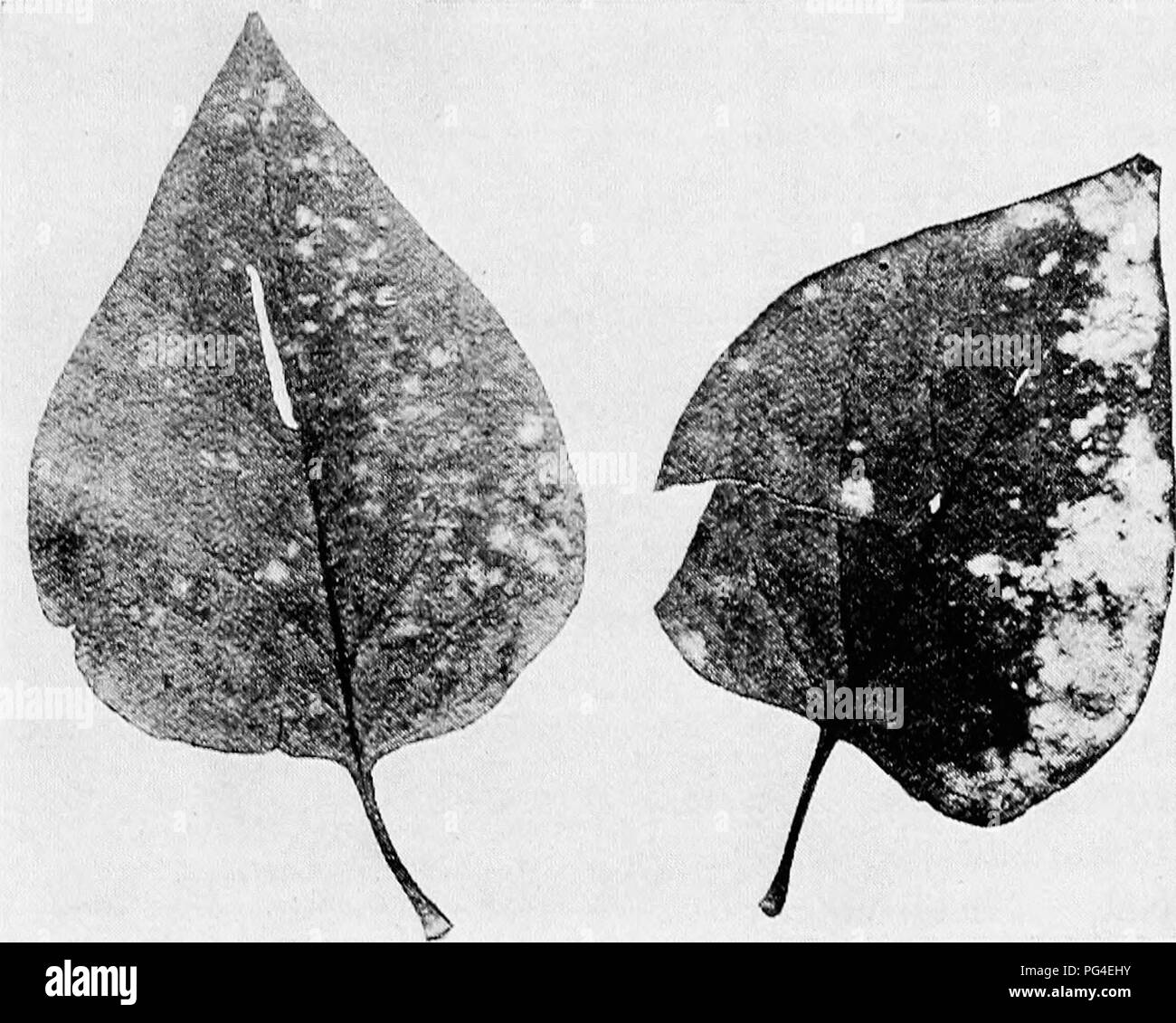 . Minnesota malattie delle piante. Le malattie delle piante. Minnesota malattie delle piante. 377 Cedar mele di cedro rosso (Gymnosporangium macropus Link, e G. glohosiLw, Fart.). Vedere la pagina la ruggine di mele. Le malattie dei frutteti e vigneti. L'oidio lilla [Microsphcera alni {a piedi.) IVint.]. Questo è molto comune la sventura del lillã che, in autunno, copre il lilla foglie con un cospicuo bianco rivestimento di micelle. Lo stesso batterico è apparentemente trovato su molte altre piante, come ontano, betulle, elevata di mirtillo palustre di bush e gli altri. In estate le spore sono prodotte in modo usuale per le materie in polvere muffe e. Fig. 202 Foto Stock