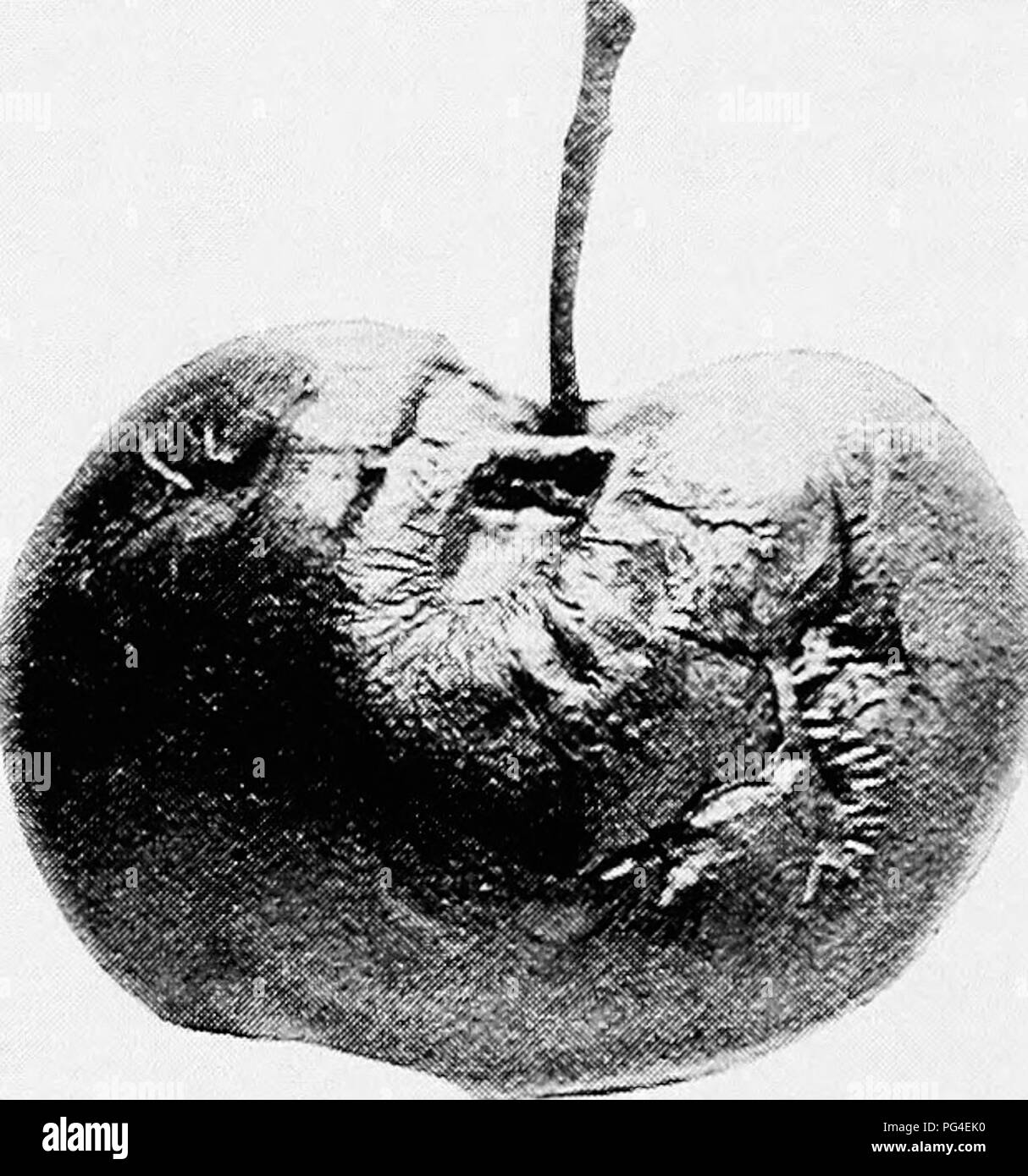 Questa voce descrive il marciume nero dei meli causato da un fungo imperfetto, che porta al frutto che diventa rossastro marrone e infine nero. Spiega il ciclo di vita dei funghi e l'importanza di controllare la malattia nei frutteti di mele. Foto Stock