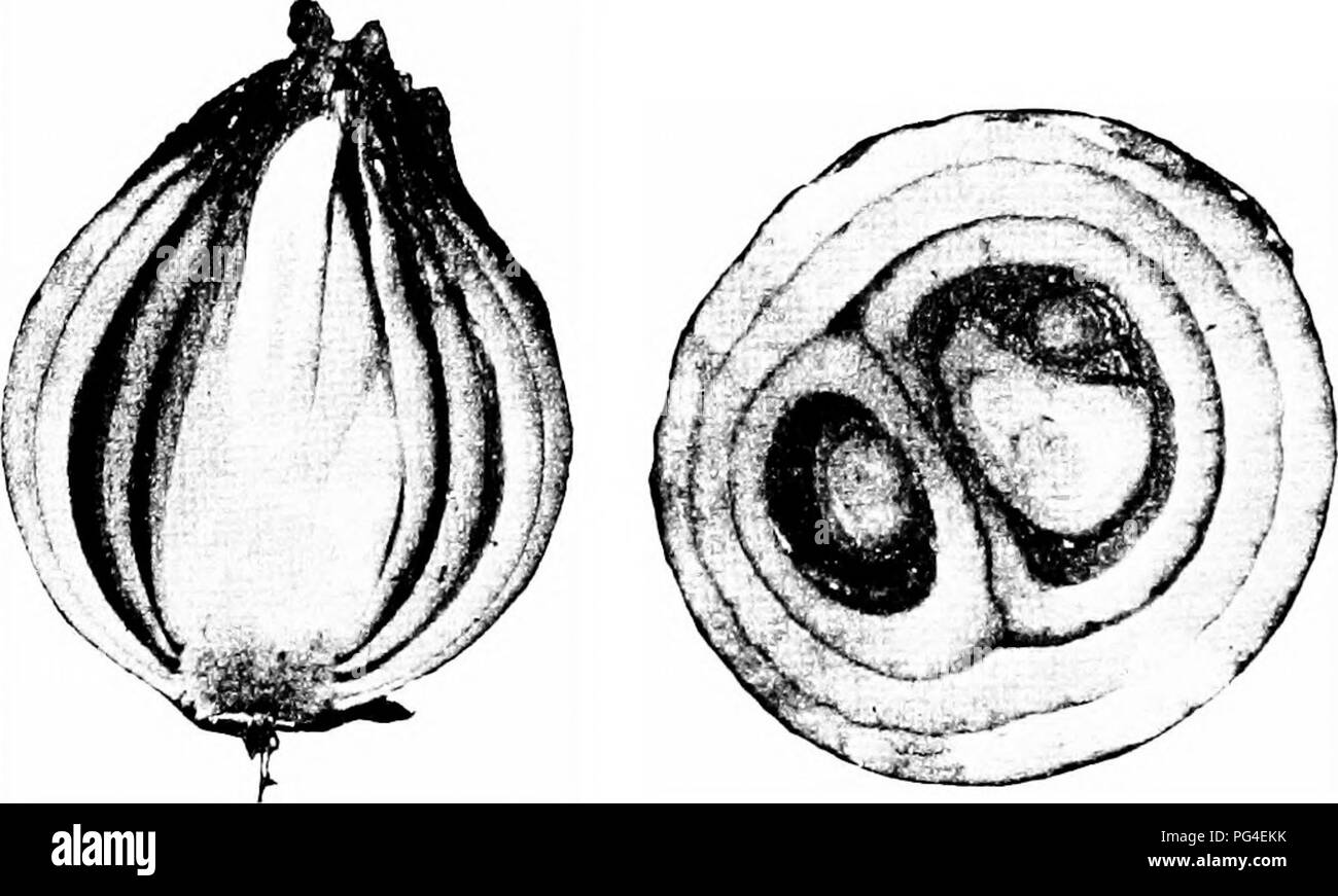 . Malattie delle piante economica . Le malattie delle piante. 254 malattie delle piante economica saggia suono: o ancora diverse scale può essere marcio. Se la scala esterna è marcio, le lampadine sono designati come " scivoloso cipolle " dai coltivatori. La rot non si diffonda dalla scala di scala all'interno del bulbo. In stoccaggio non progredire rapidamente in dry cipolle, ma umida cipolle fare rot. Fig. 113. : Onion affetti da marciume molle; longitudinale e sezione trasversale. Stewart. Dopo aver rapidamente. L'unico suggerimento verso il controllo è quello di mantenere le cipolle a secco in storage. La muffa nera (Macrosporium â parasiticum Thuem.). Â fre- q Foto Stock