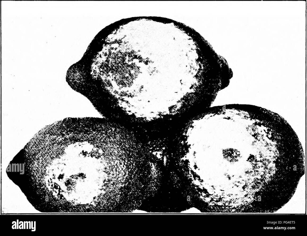 . Malattie delle piante economica . Le malattie delle piante. Frutti tropicali 185 il marciume bruno si trova nella sua condizione più pura del frutto nel frutteto, specialmente la frutta sul terreno o appeso a bassa sull'albero. Essa è più prevalente in condizioni di bagnato o sulla massa bassa dopo l'irrigazione. Il fungo è. Fig. 79. - Marciume Bruno di limoni, mostrando white la crescita del fungo. Dopo H. E. Smith. visibile a occhio nudo nel confezionamento-house, come di una massa di filamenti bianchi. Si diffonde attraverso il contatto da soli. Orchard infezione può essere controllata mediante l'uso di un pesante telone sotto gli alberi o paglia o un pesante raccolto di coperta Foto Stock