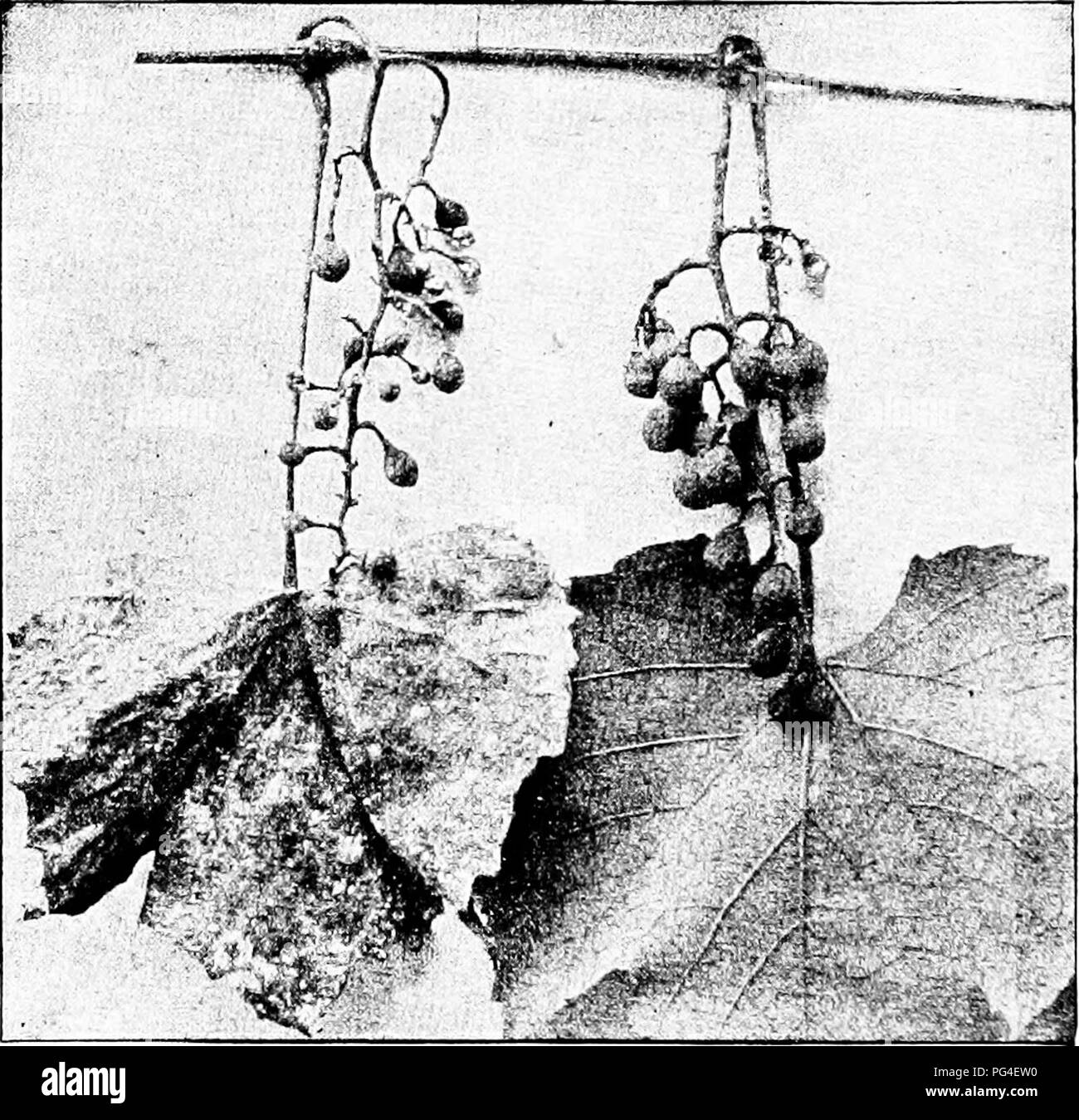 . Malattie delle piante economica . Le malattie delle piante. 168 DISEASEti DI PIANTE ECONOMICA essariamente causa la morte di tutta la foglia, anche se può farlo. Su germogli lo stesso aspetto caratteristico è notato come su superfici inferiori delle foglie. A volte la. Fig. 72.-^ giovani cluster Niagara attaccato da marrone o grigio rot. Dopo Lodcm.in morte del ramoscello interessato o anche di tutta la vigna risultati. Bacche immature che sono colpite smette di crescere e de- velop lo stesso rivestimento osservato al di sopra del fogliame, dando origine al nome " marciume grigio." Se gli acini più maturo quando. Si prega di notare Foto Stock
