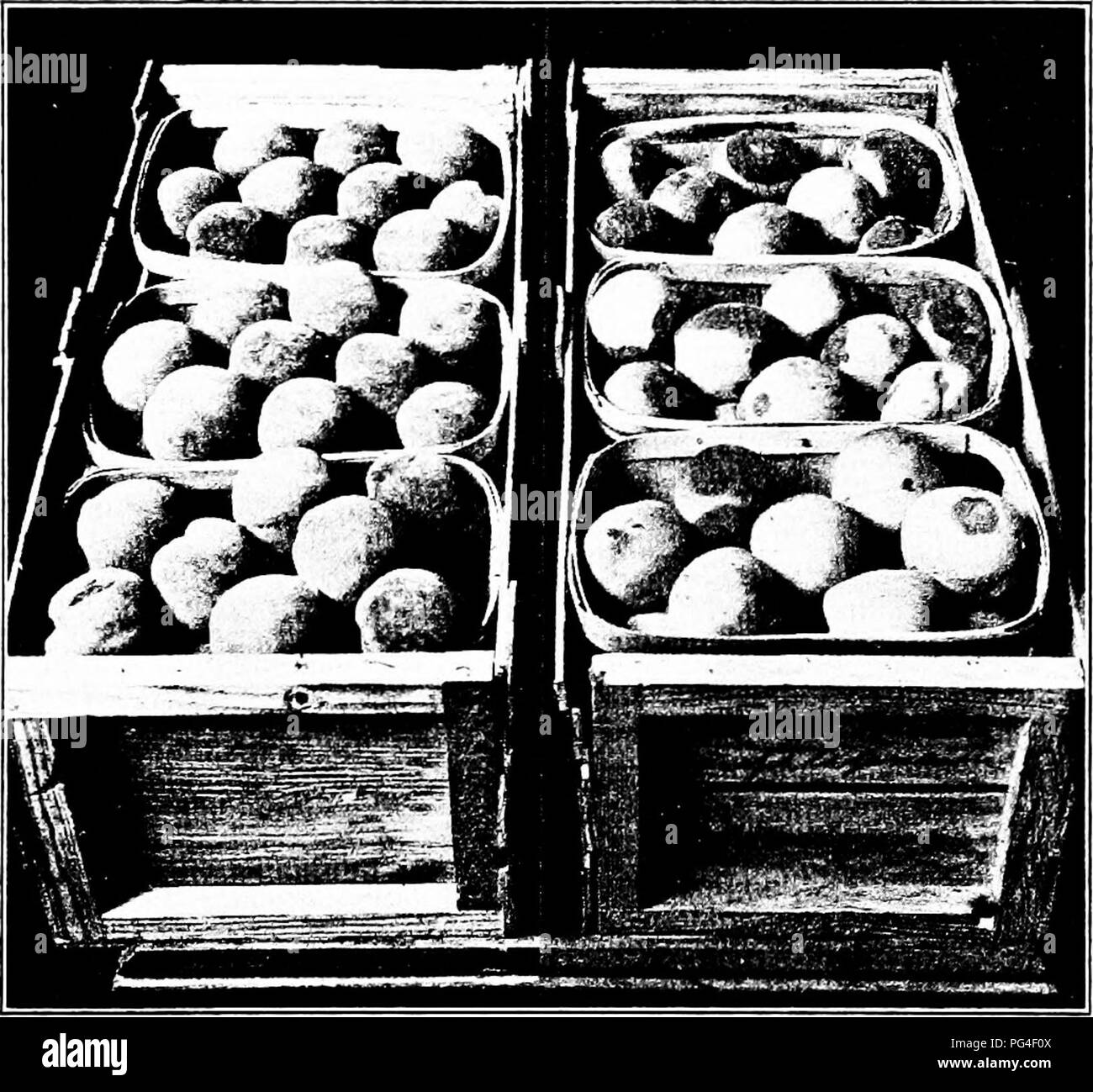 Questo lavoro si concentra sulle malattie che colpiscono le piante economiche, come frutta come pesche, mele e cotogne. Descrive in dettaglio malattie specifiche come il marciume bruno, che può causare perdite significative di colture, e l'impatto sull'industria agricola. Foto Stock