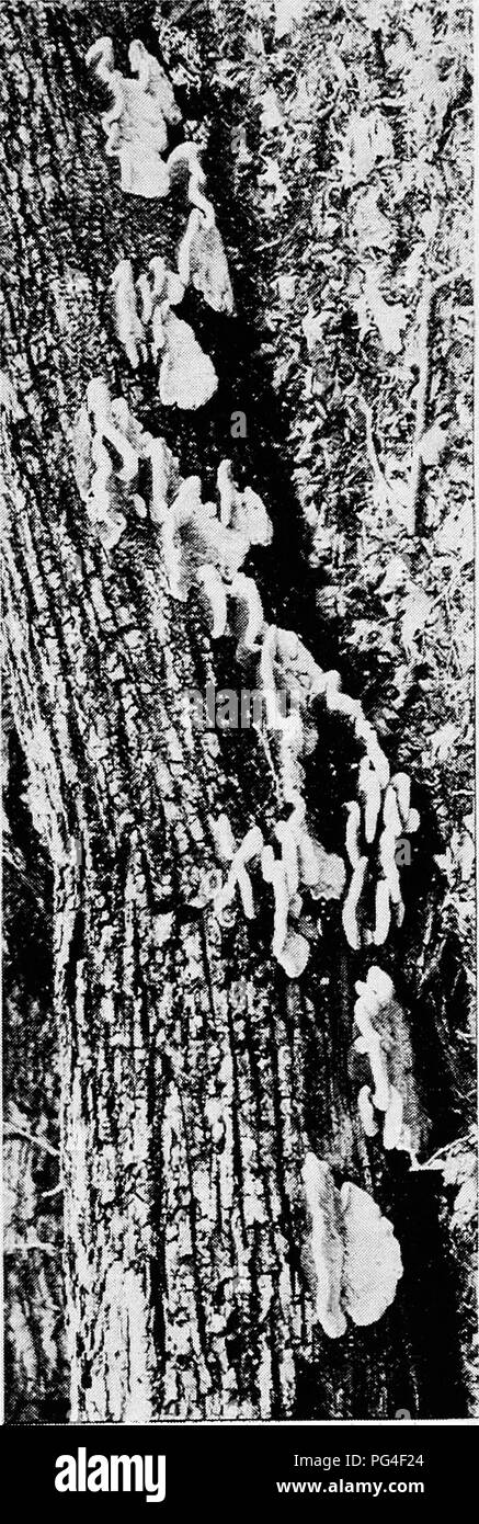 L'immagine raffigura la malattia della quercia causata da Daedalea quercina, un fungo responsabile della radice-marciume. Il corpo fruttifero è marrone e legnoso, formando un ripiano o un rivestimento sulla corteccia, con una presenza duratura, che produce nuove aree porose. Il fungo è identificato dall'assenza di centri neri nelle macchie, distinguendolo da malattie simili come Trametes root-rot. Foto Stock