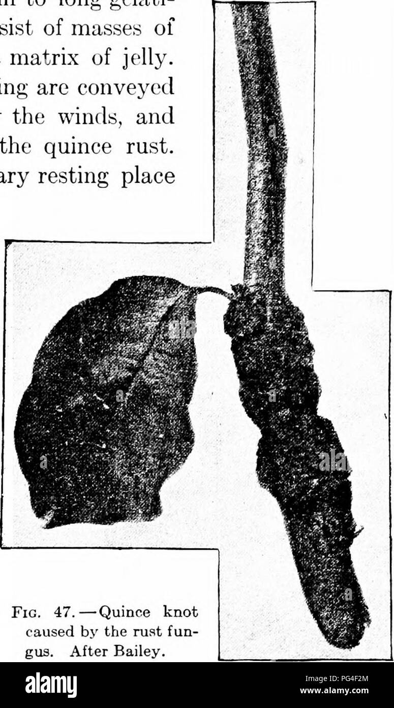 . Malattie delle piante economica . Le malattie delle piante. I'lHEANES di costolette di speciale 111 adiacente alberi di cedro e vi produrre gonfiori sui rami e ramoscelli durante l'autunno e l'inverno. In primavera, questi danno origine a lunghe gelati- nous le corna, che sono costituiti da masse di spore annegate in una matrice di gelatina. Queste spore dopo essiccamento vengono convogliati alla mela cotogna tree dai venti e vi producono ancora la mela cotogna ruggine. Il cedro è un necessario luogo di riposo per questo fungo dur- ing l'inverno. Il rimedio vi- anteriore è, se possibile, per rimuovere il legname di cedro dal neigh- borhood di mela cotogna t Foto Stock